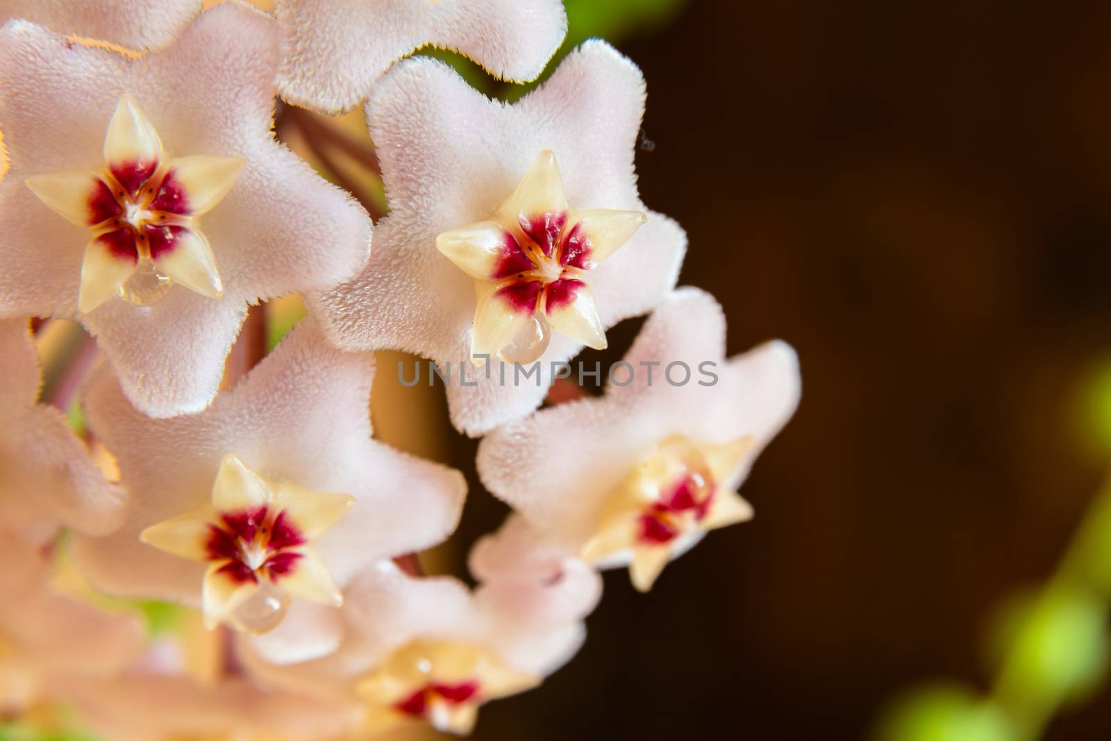 Macro of Hoya Carnosa or Waxplant Flower by mauricallari