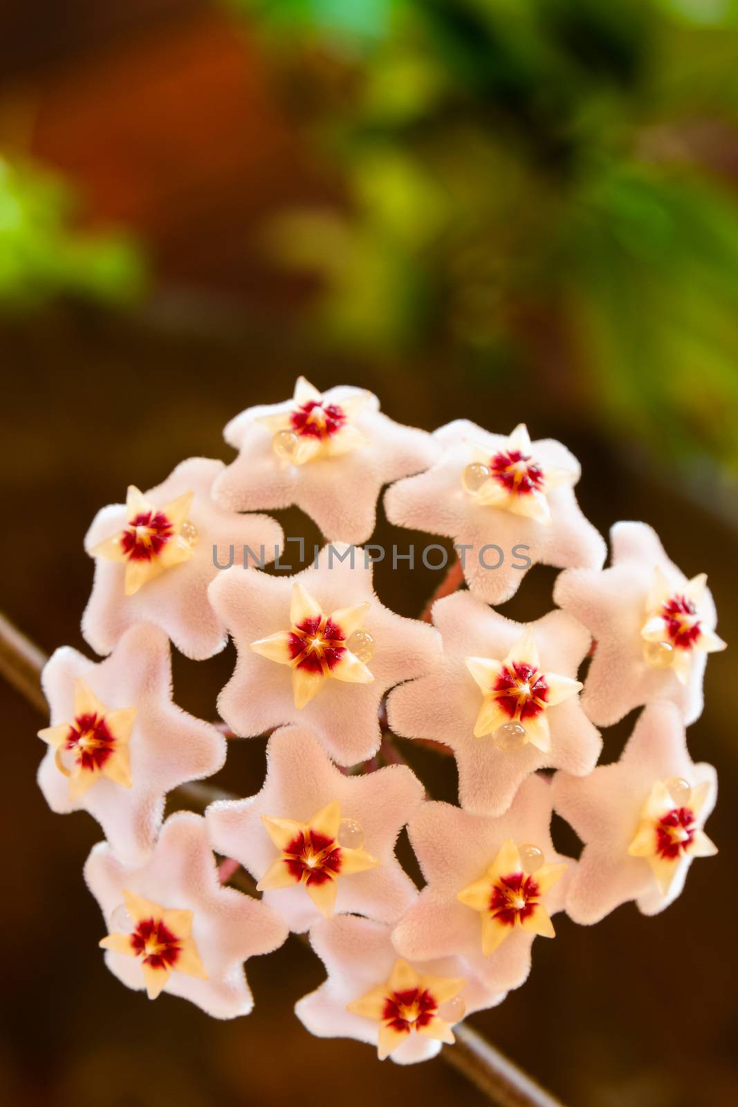 Macro of Hoya Carnosa or Waxplant Flower by mauricallari