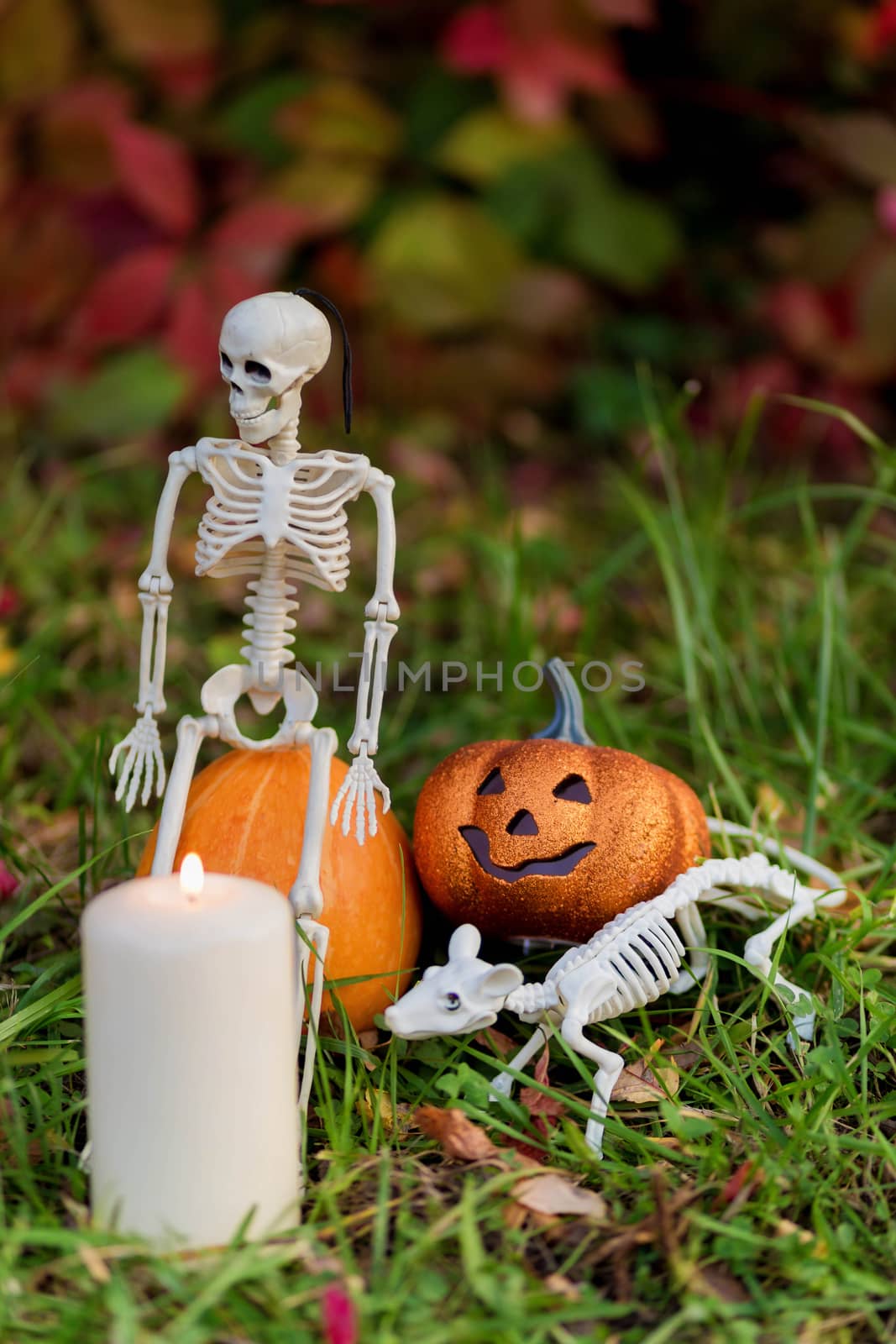 .Still life of skeletons and pumpkins against the background of autumn foliage in the garden for the halloween holiday