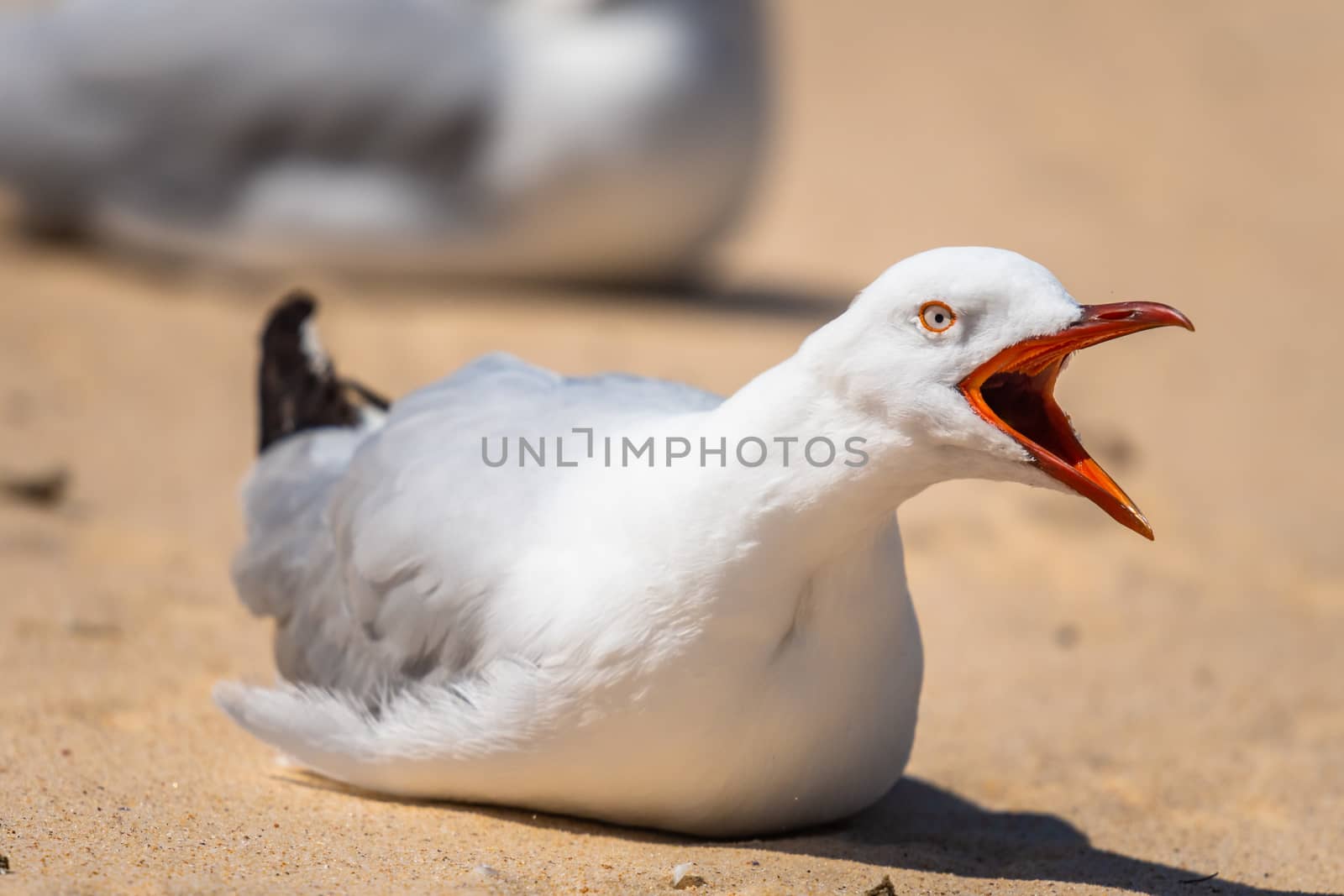 Seagull shouting on Watson bay sand, Sydney, NSW Australia by mauricallari