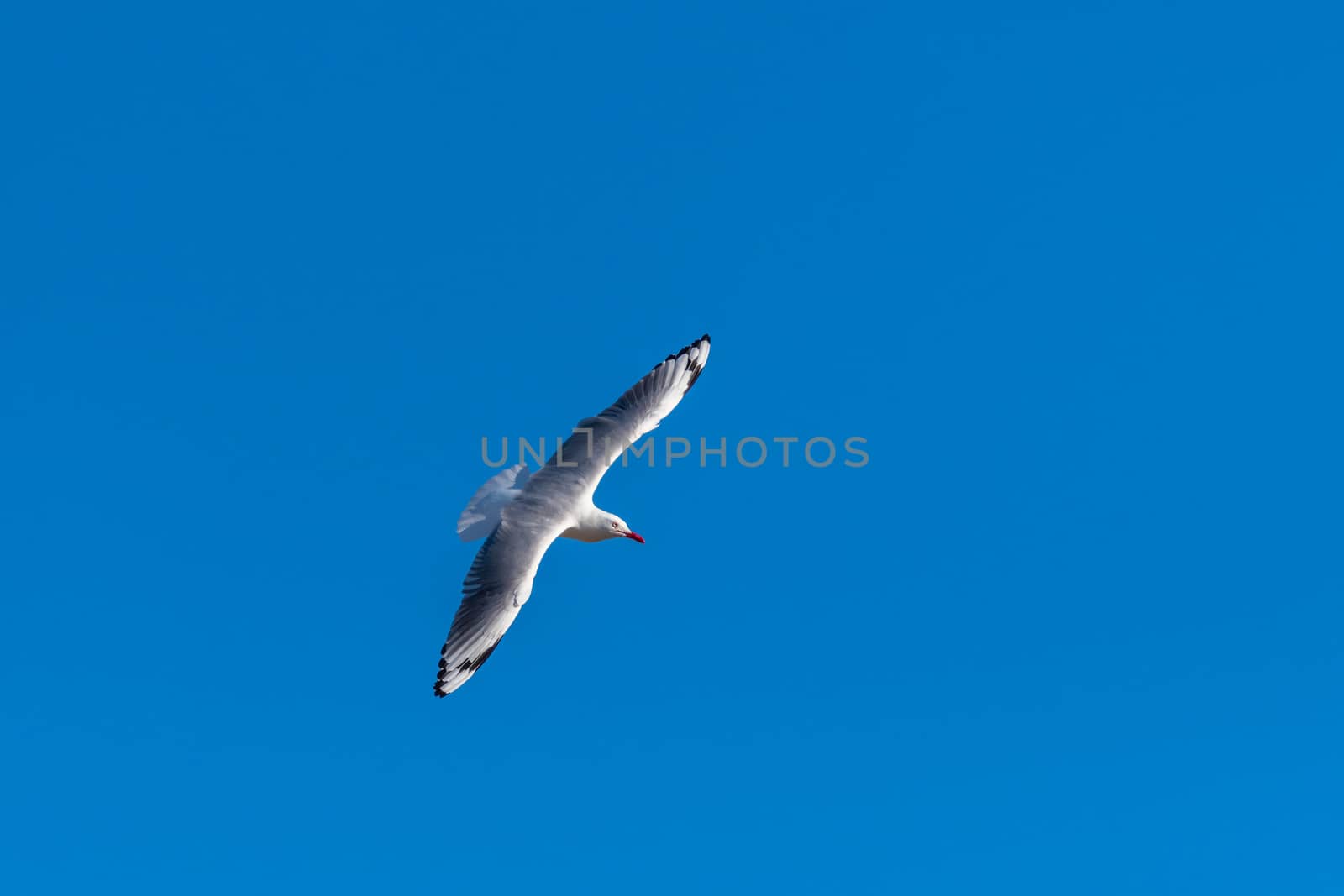 Single seagull flying on a blue sky background by mauricallari