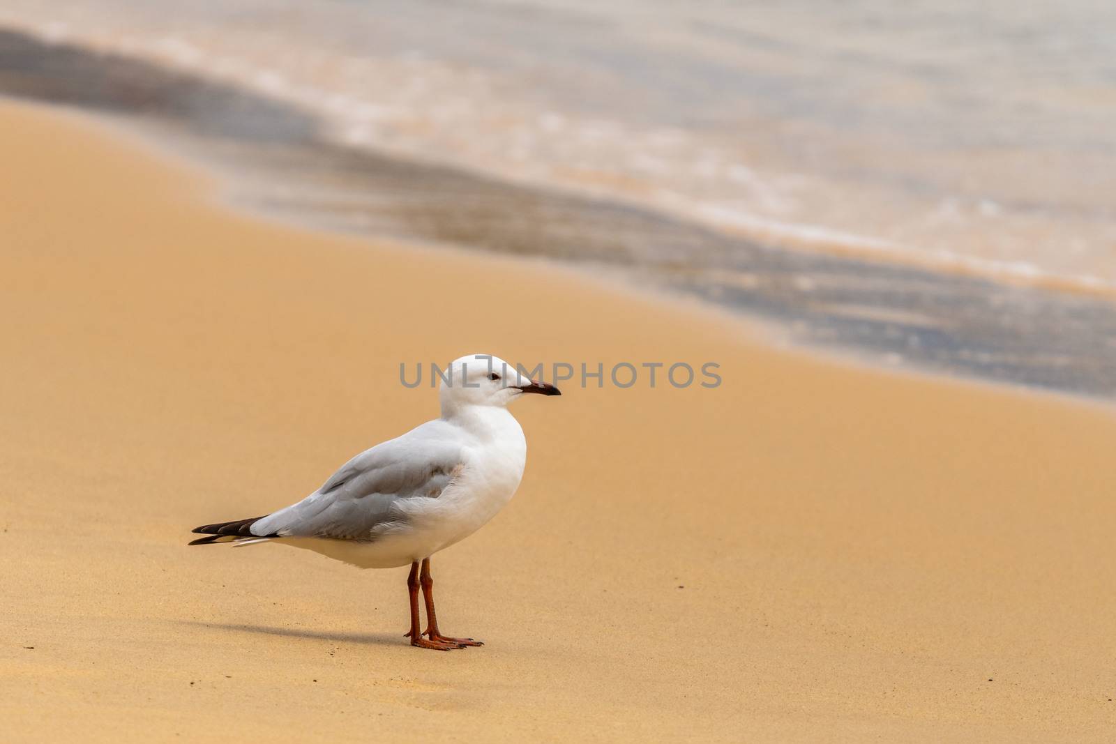 Seagull on Watson bay coastline staring at the horizon, NSW Australia