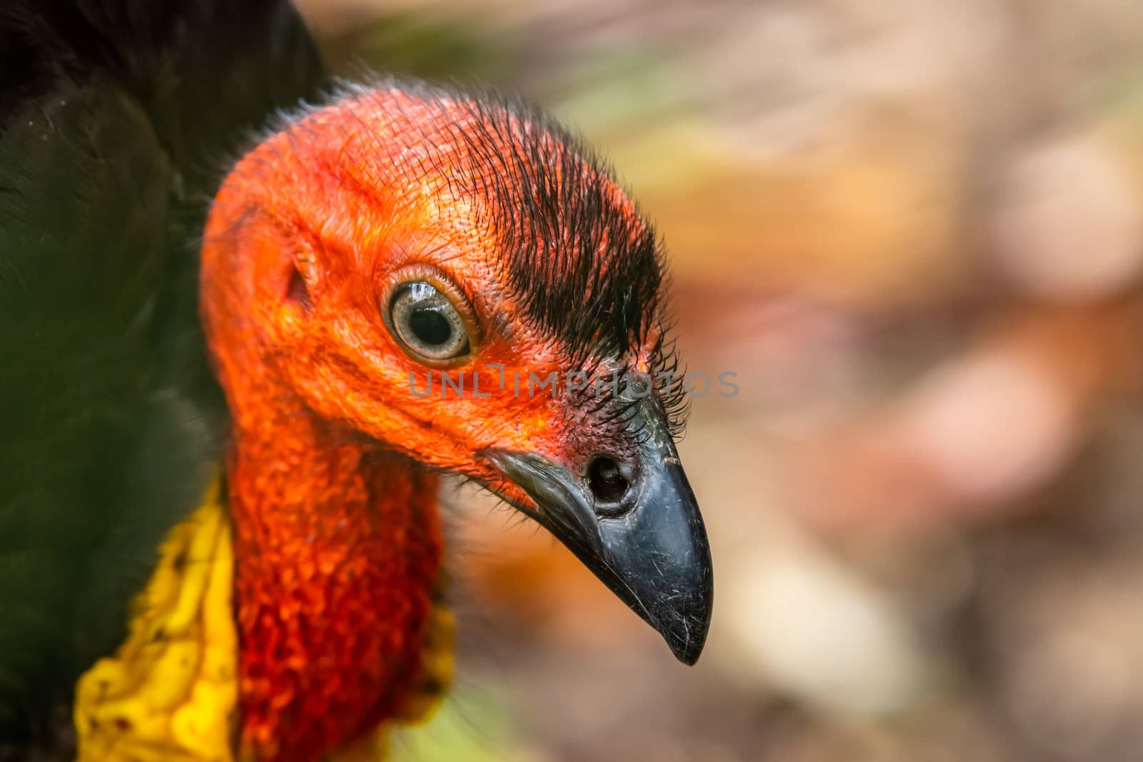 Close up of a red headed Australian Brush Turkey - Alectura lathami - Queensland