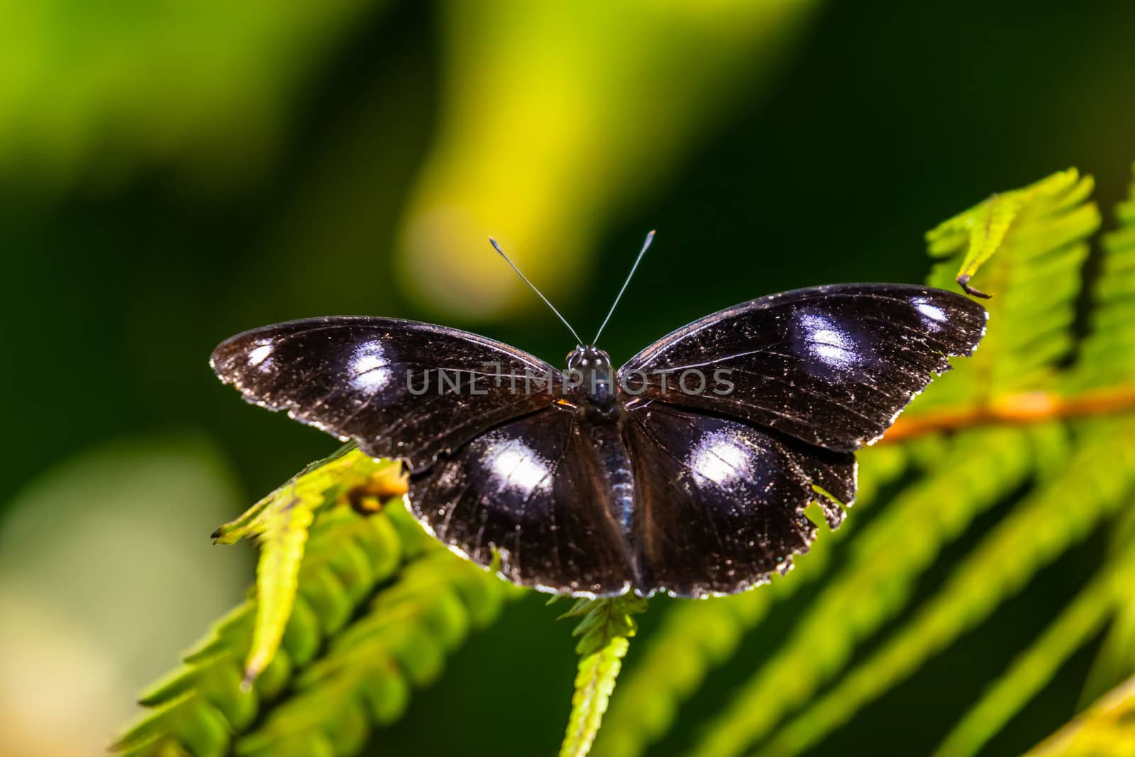 Eggfly butterfly - Hypolimnas bolina - black colour with white spots captured in Kuranda