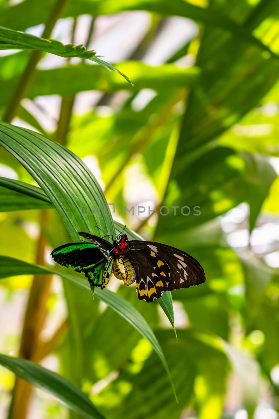 Mating pair of Ornithoptera euphorion - birdwing butterfly by mauricallari