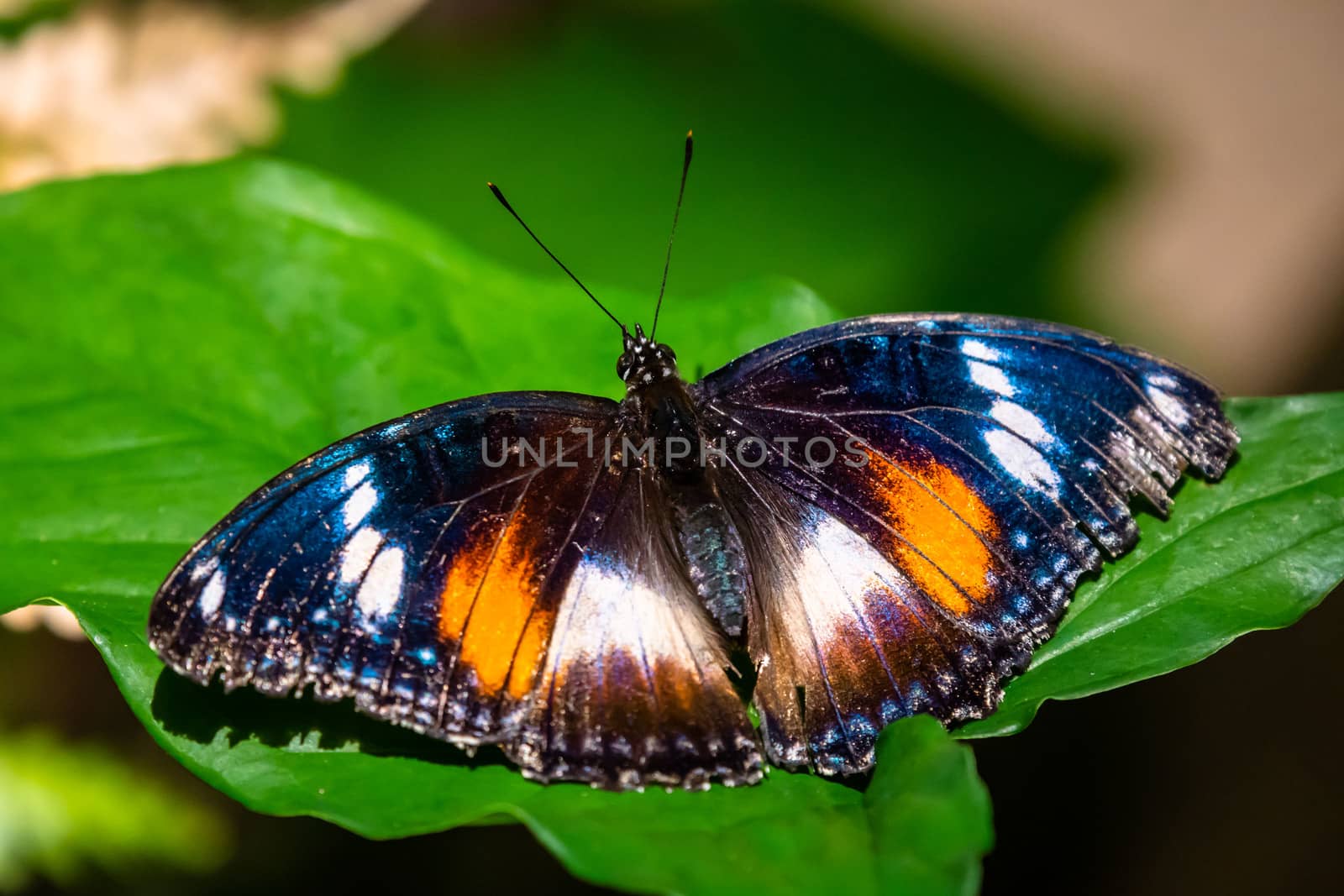 Eggfly butterfly - Hypolimnas bolina - black with coloured spots by mauricallari
