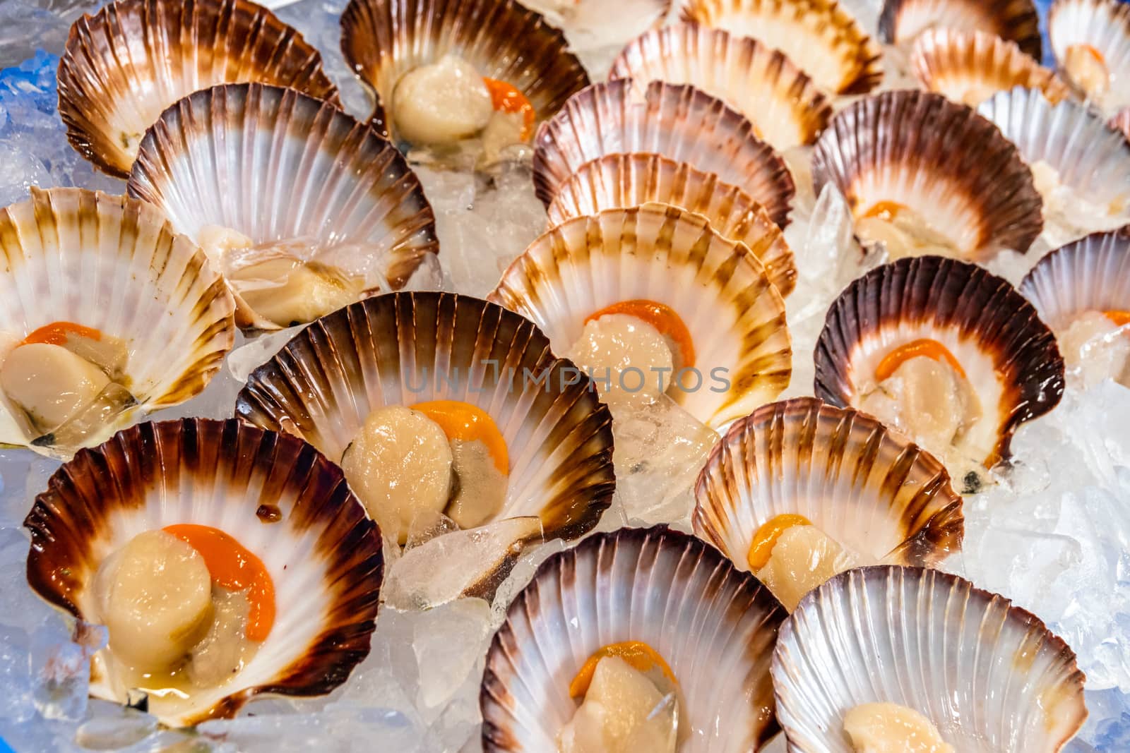 Close-up view of multiple fresh raw scallops on a bed of ice in Sydney fish market