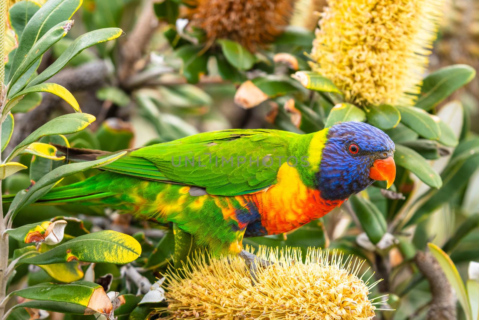 Close-up of a colourful rainbow lorikeet seeking food on a blossoming tree in Coogee, Sydney