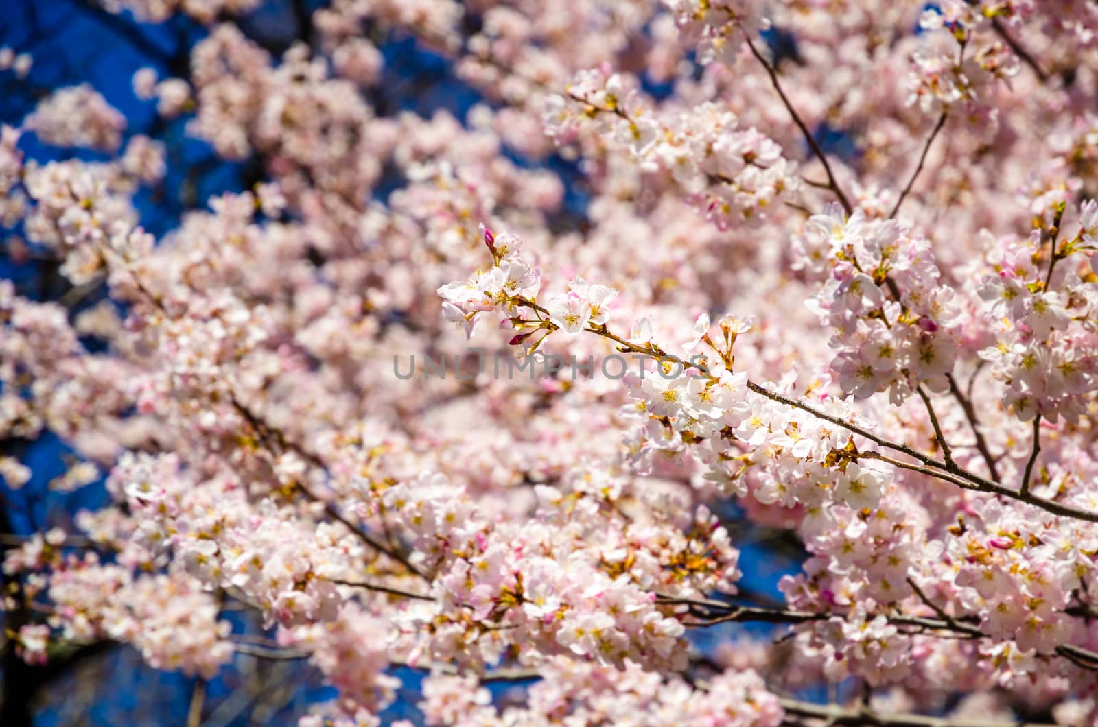 Close up of a cherry tree in full bloom in Central Park, New York, USA by mauricallari