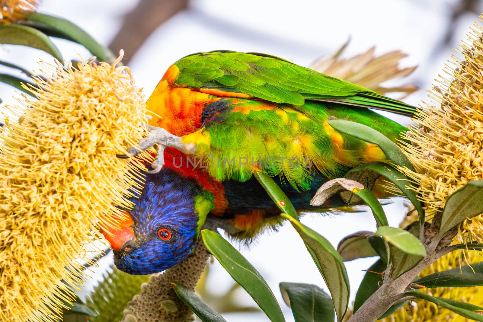 Close-up of a colourful rainbow lorikeet seeking food on a blossoming tree in Coogee, Sydney