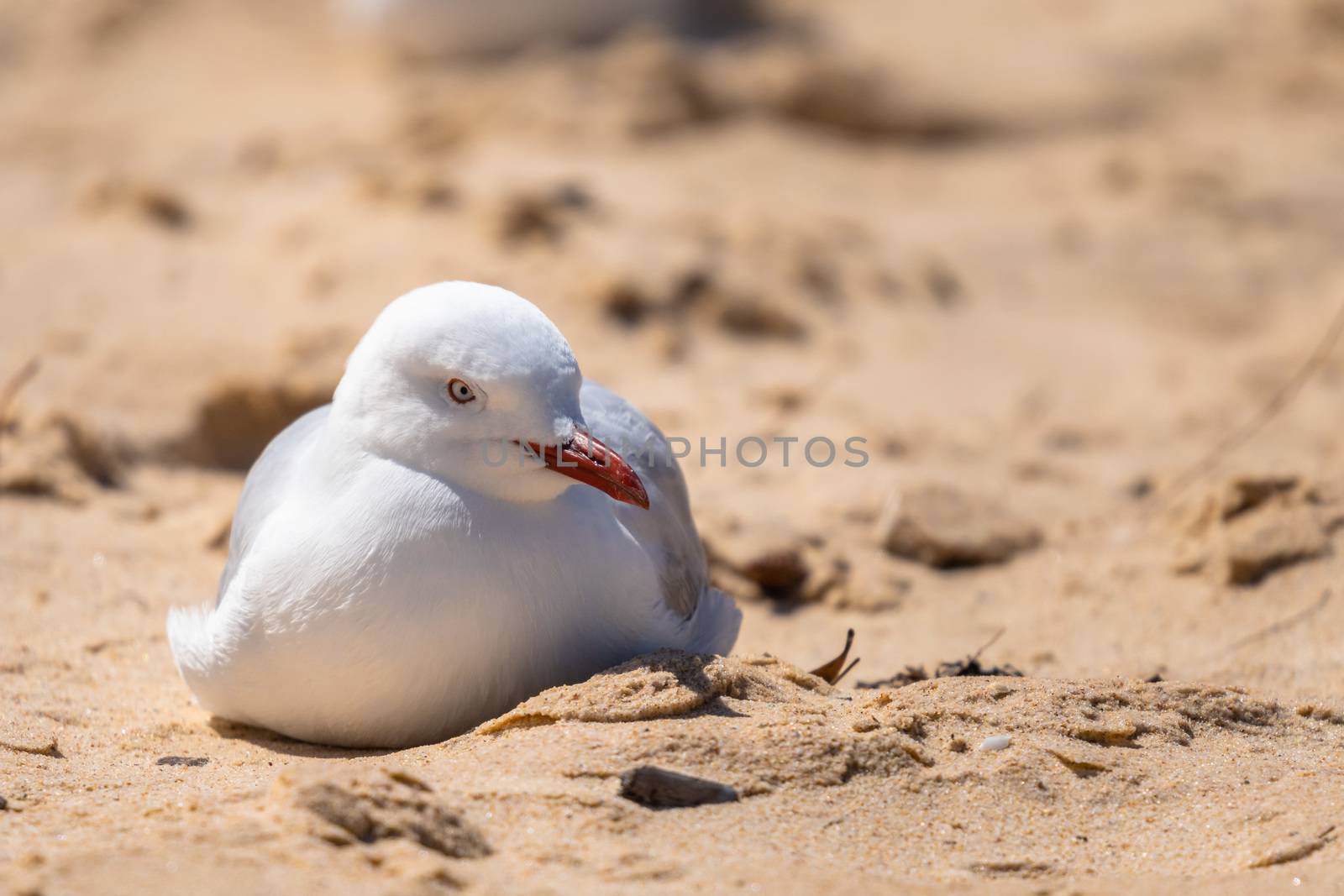 Seagull on Watson bay sand, Sydney, NSW Australia by mauricallari