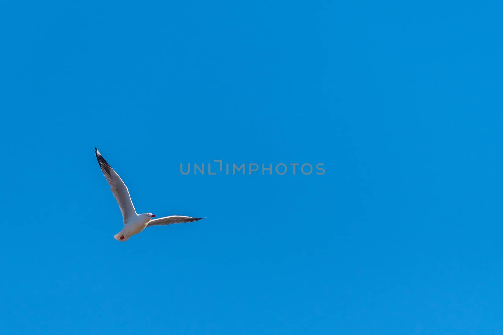 Single seagull flying on a blue sky background by mauricallari