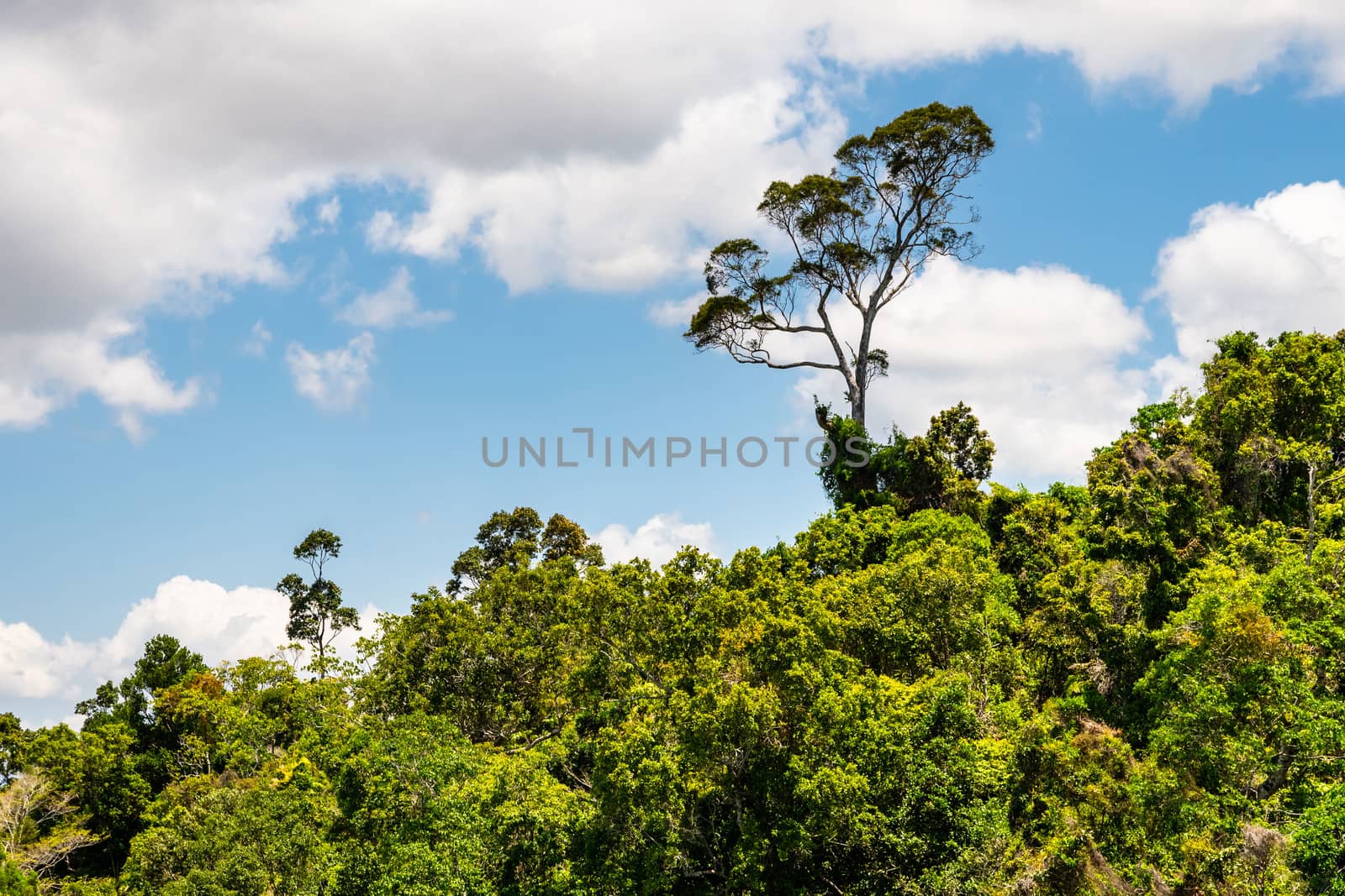 View of Australian rainforest in Kuranda from the cableway by mauricallari