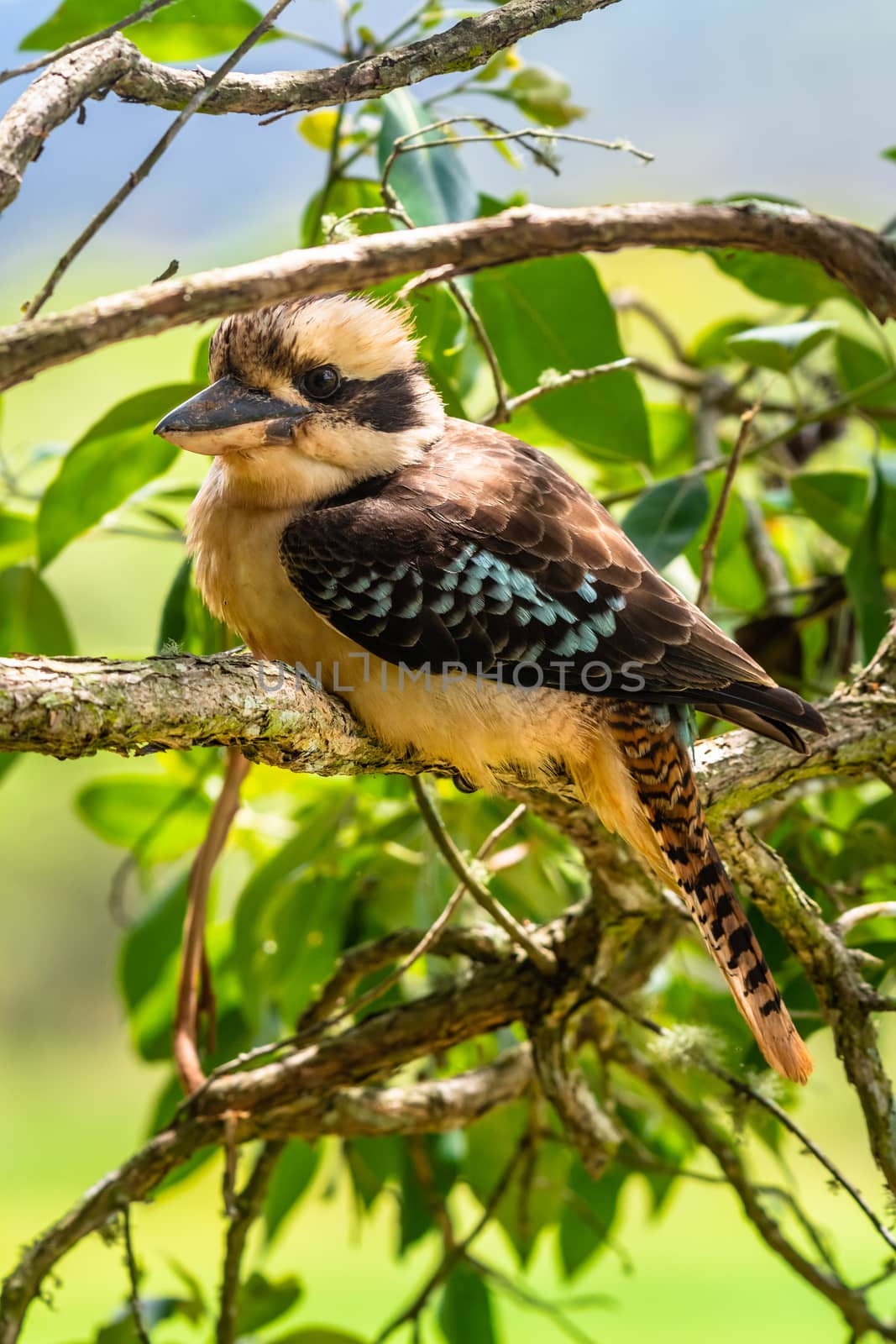 Close up of a Laughing Kookaburra on tree branch by mauricallari