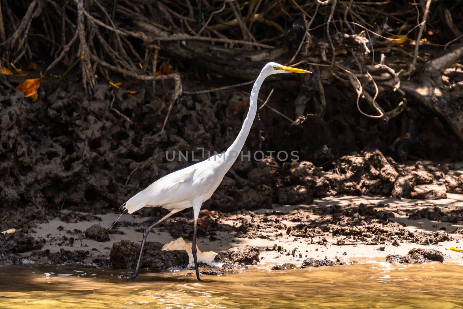 Great Egret standing in Daintree river waters by mauricallari