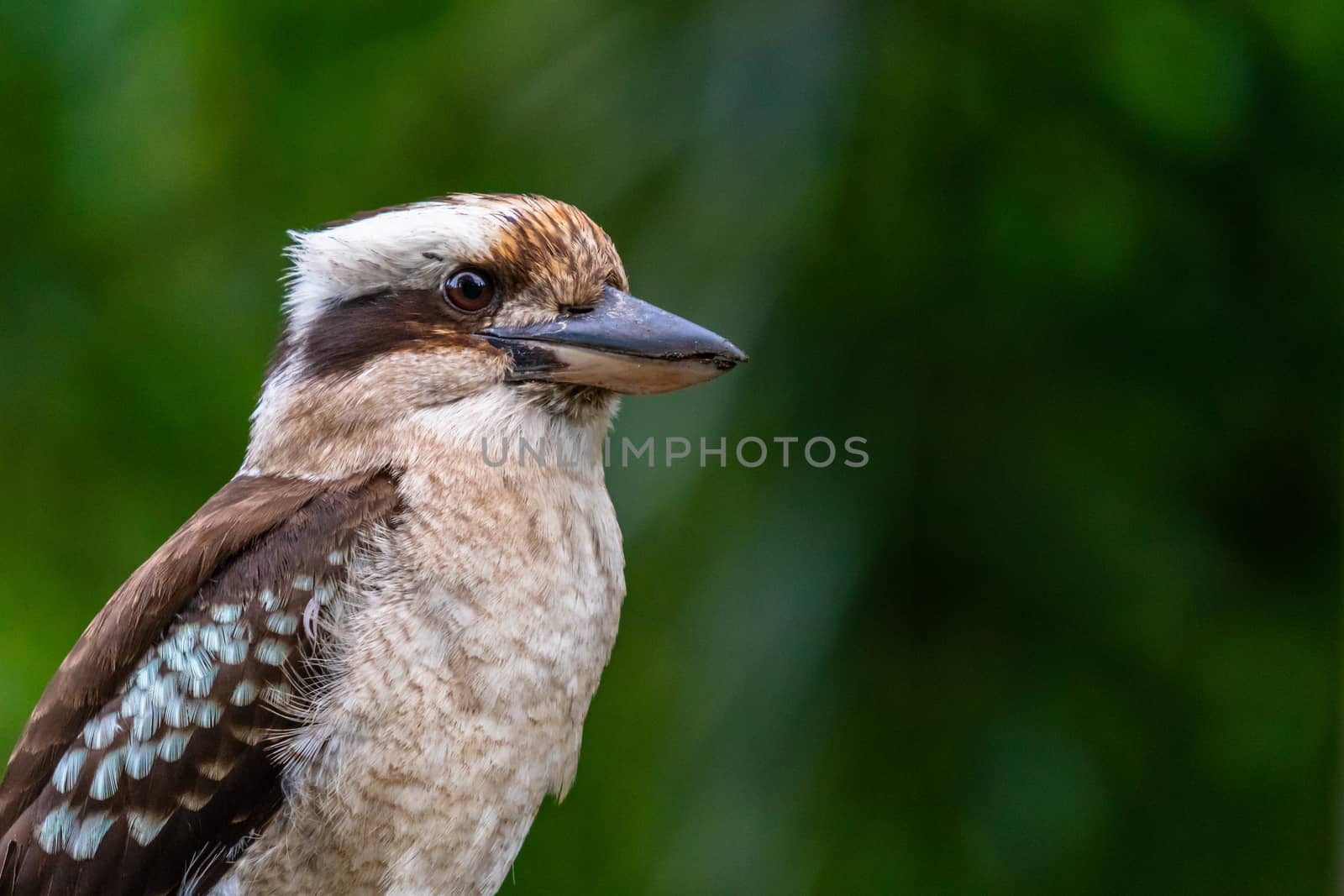 Close up of a Laughing Kookaburra - Dacelo novaeguineae - on a dark green background. Sydney, New South Wales, Australia