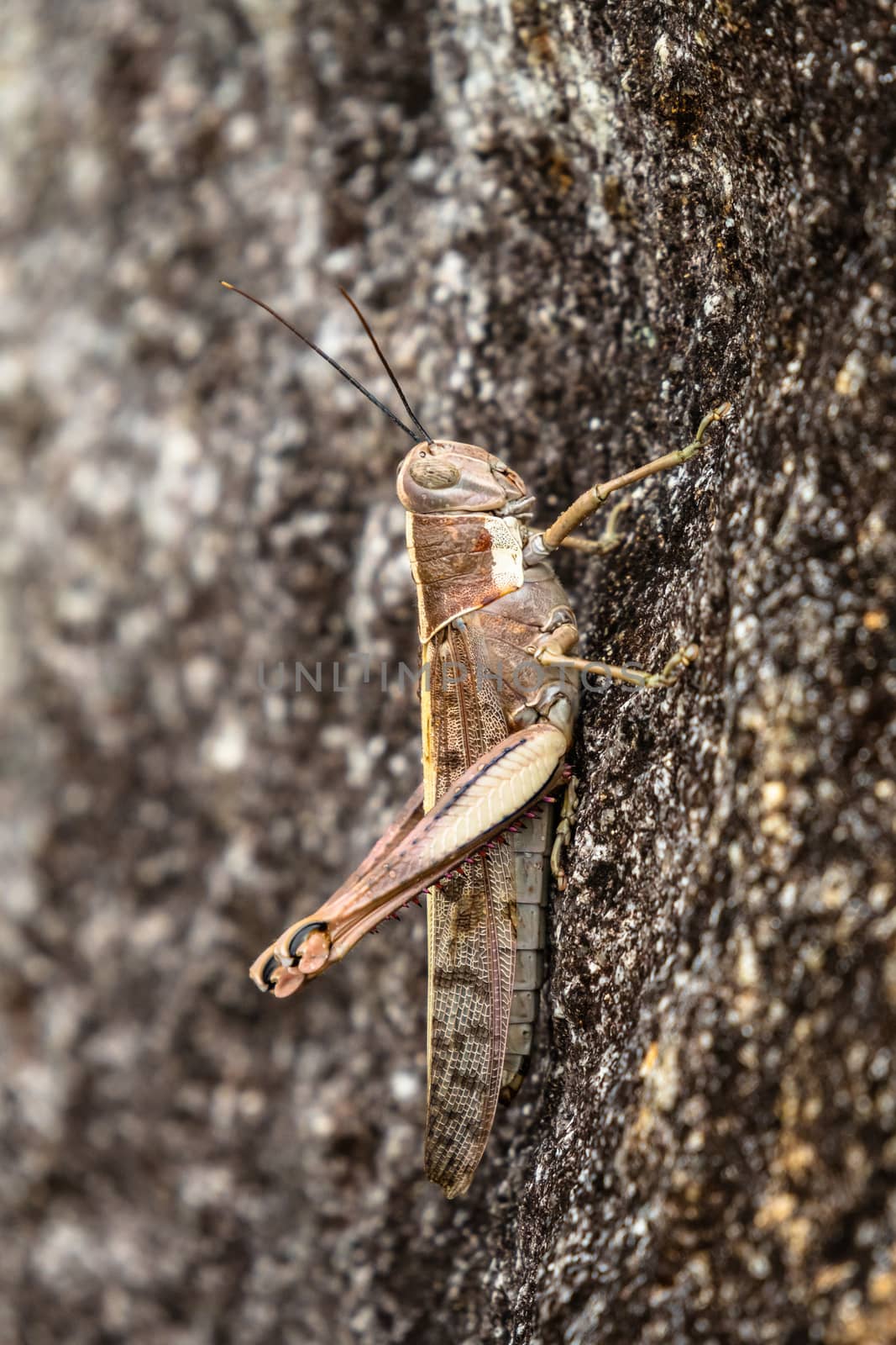 Close-up of brown grasshopper on a rock in Fitzroy Island by mauricallari