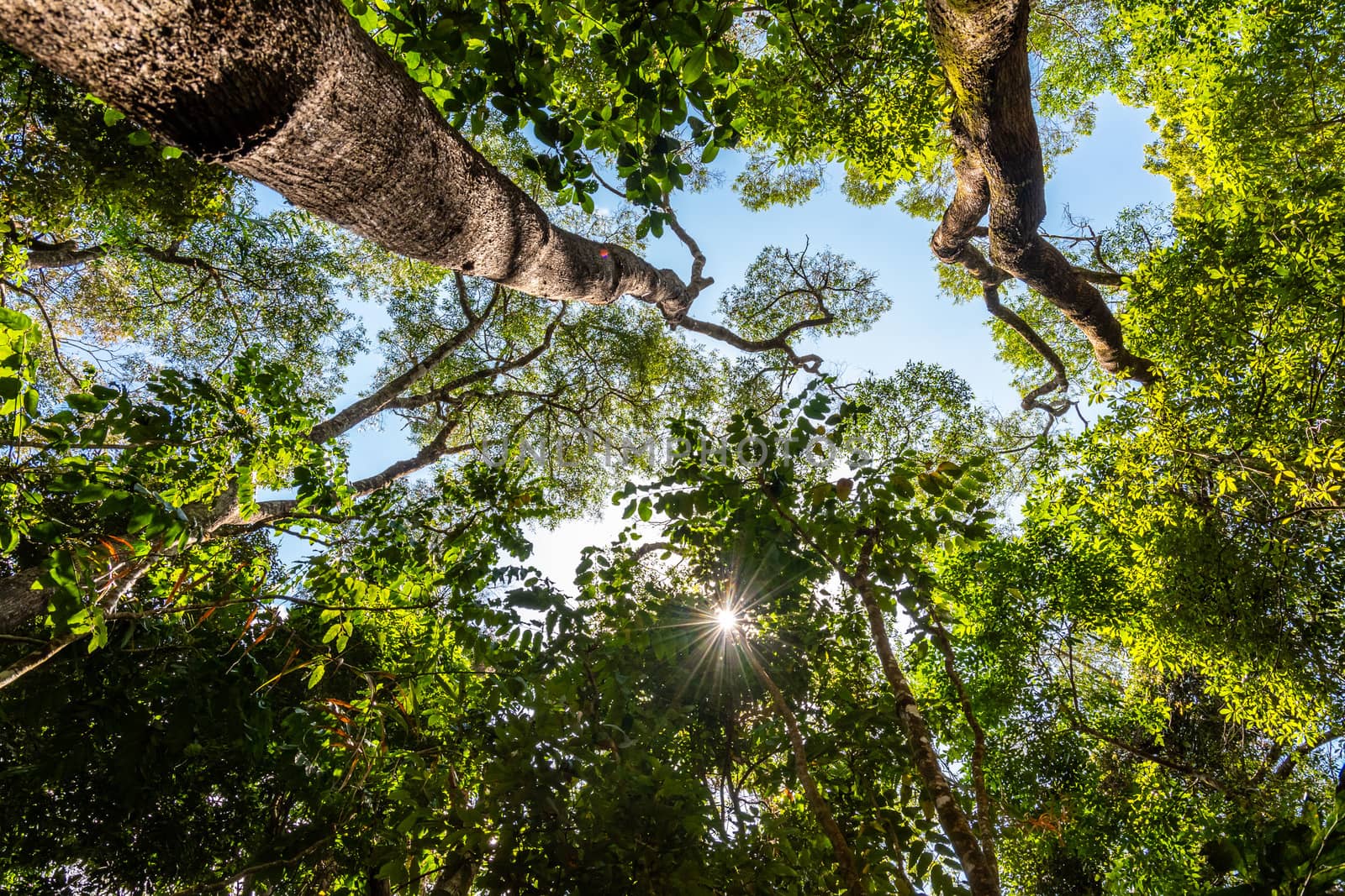 Low angle view of green rainforest near Kuranda in Queensland, Australia