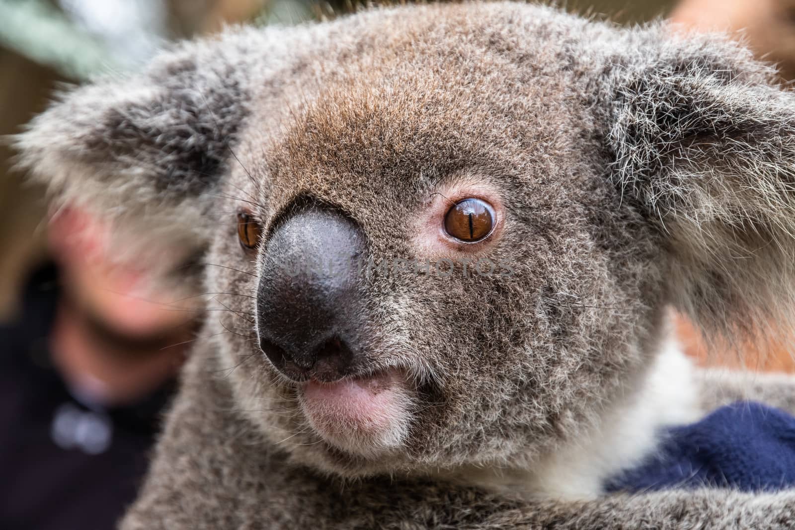 Close up of an Australian koala, Phascolarctos cinereus by mauricallari