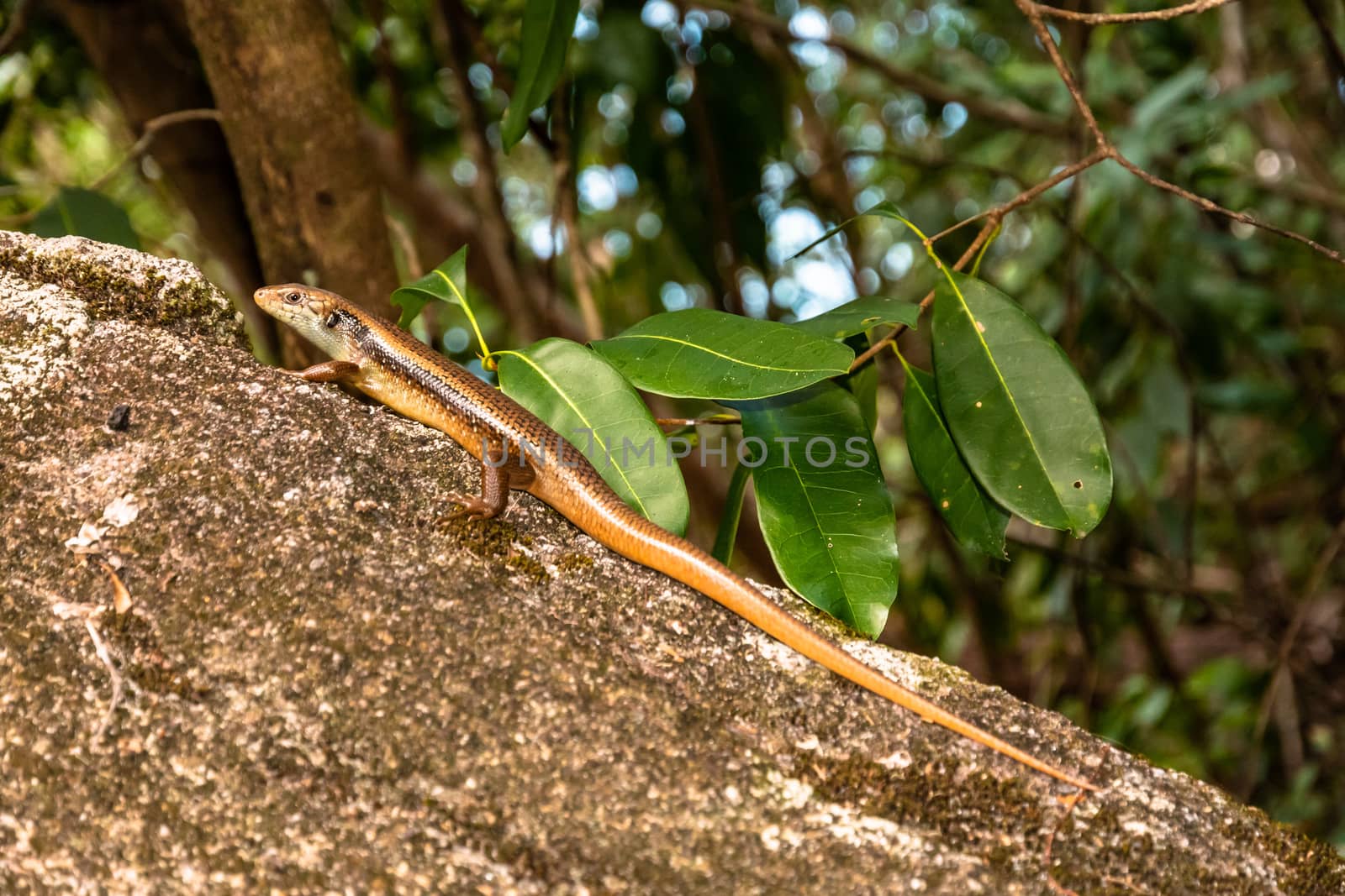 Carlia amax lizard on a rock in Fitzroy Island, Queensland, Australia