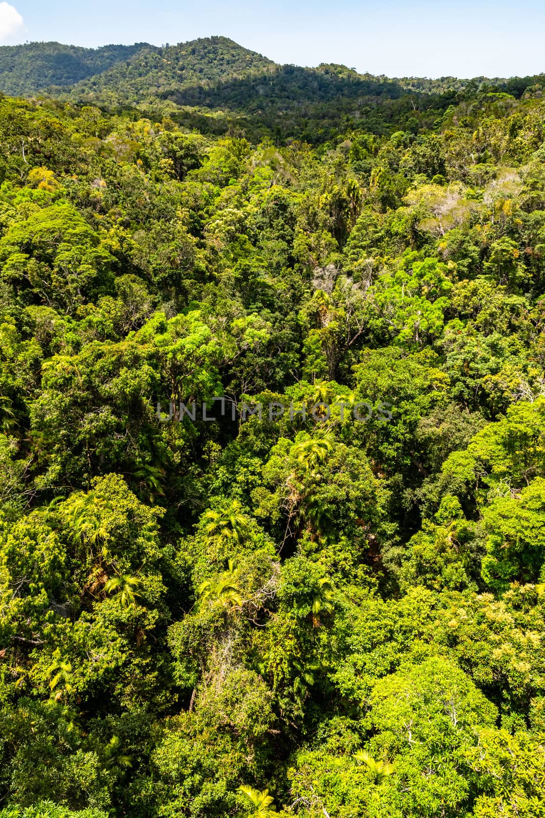 Top view of green and majestic Australian rainforest from a cableway in Kuranda