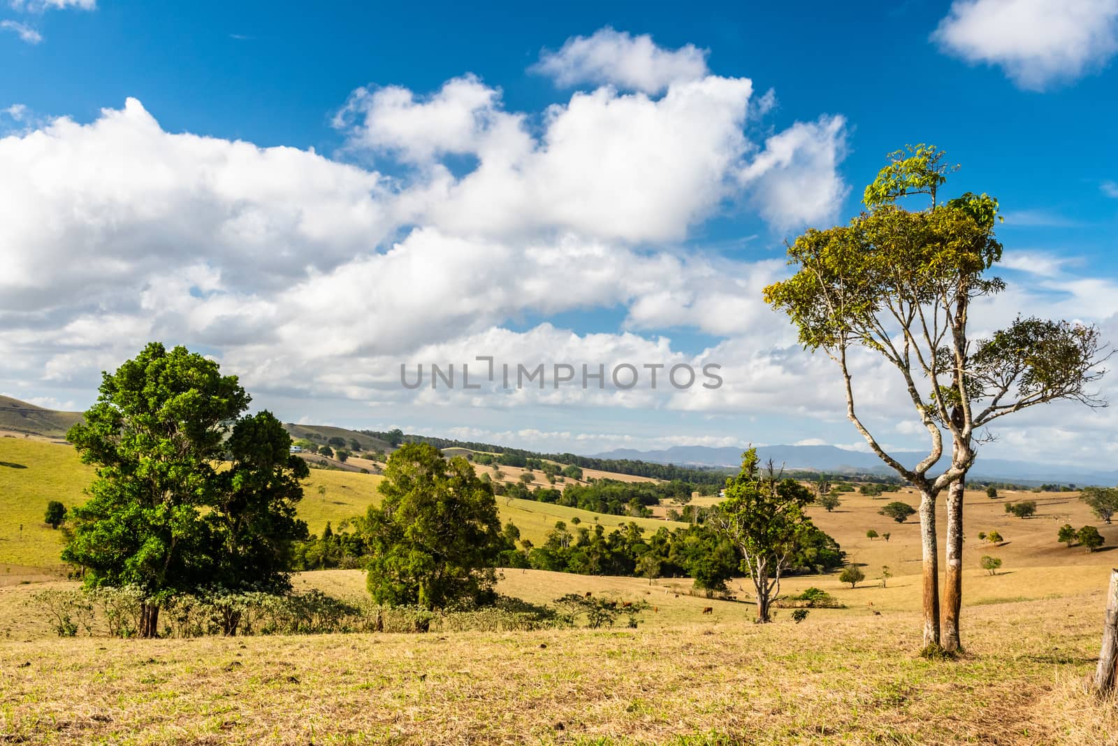 Queensland countryside landscape in the dry season by mauricallari