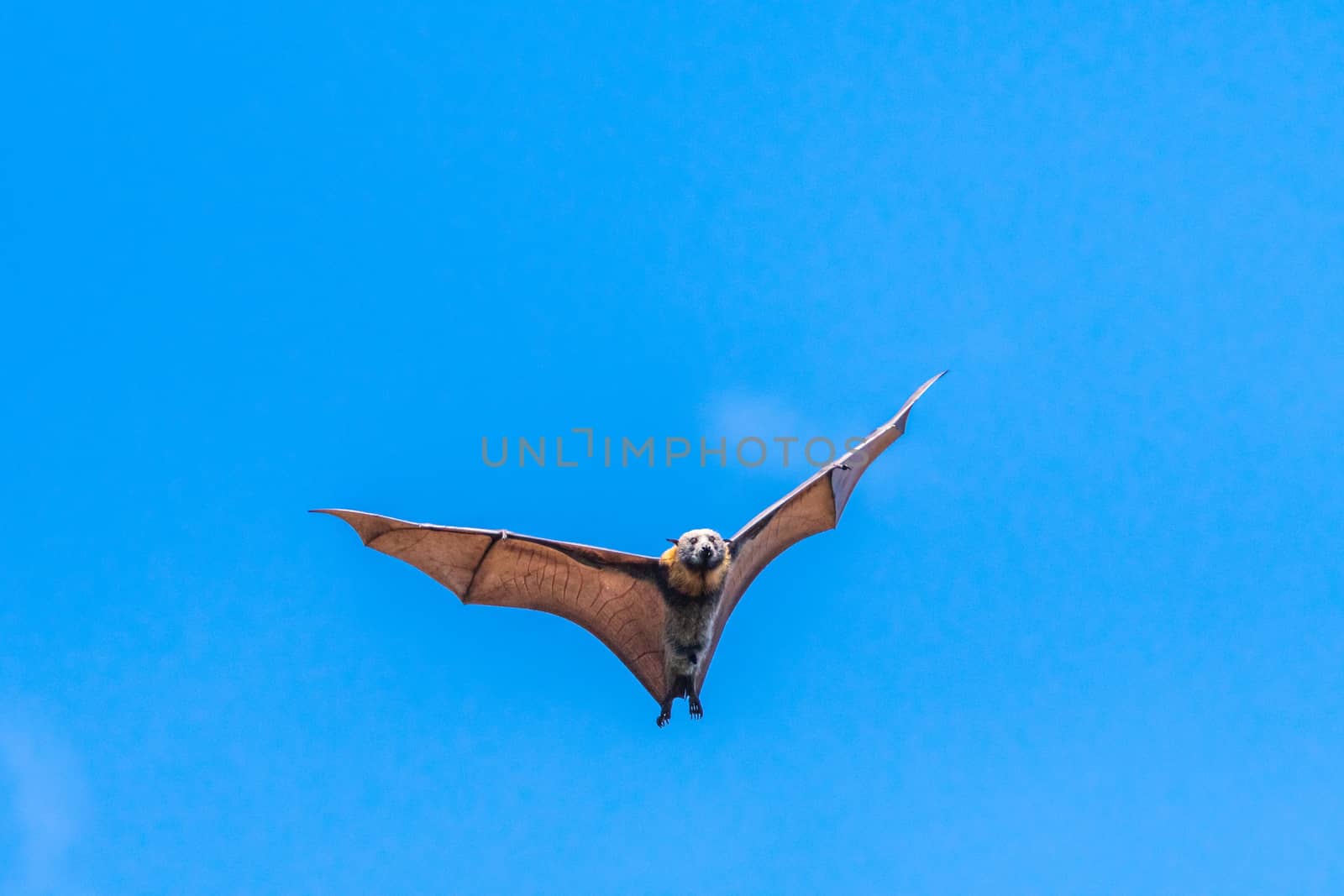 An Australian fruit bat flying between trees with fully open wings in a sunny day with a blue sky