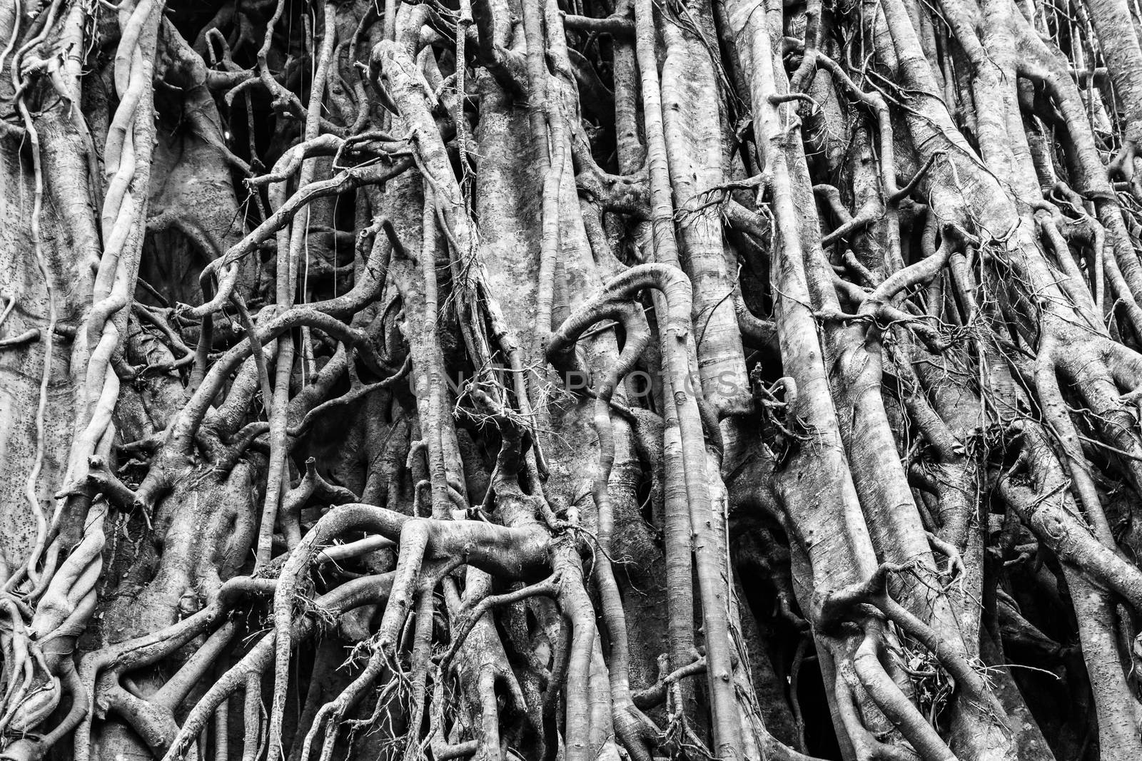 Black and white close up of an Australian fig tree by mauricallari