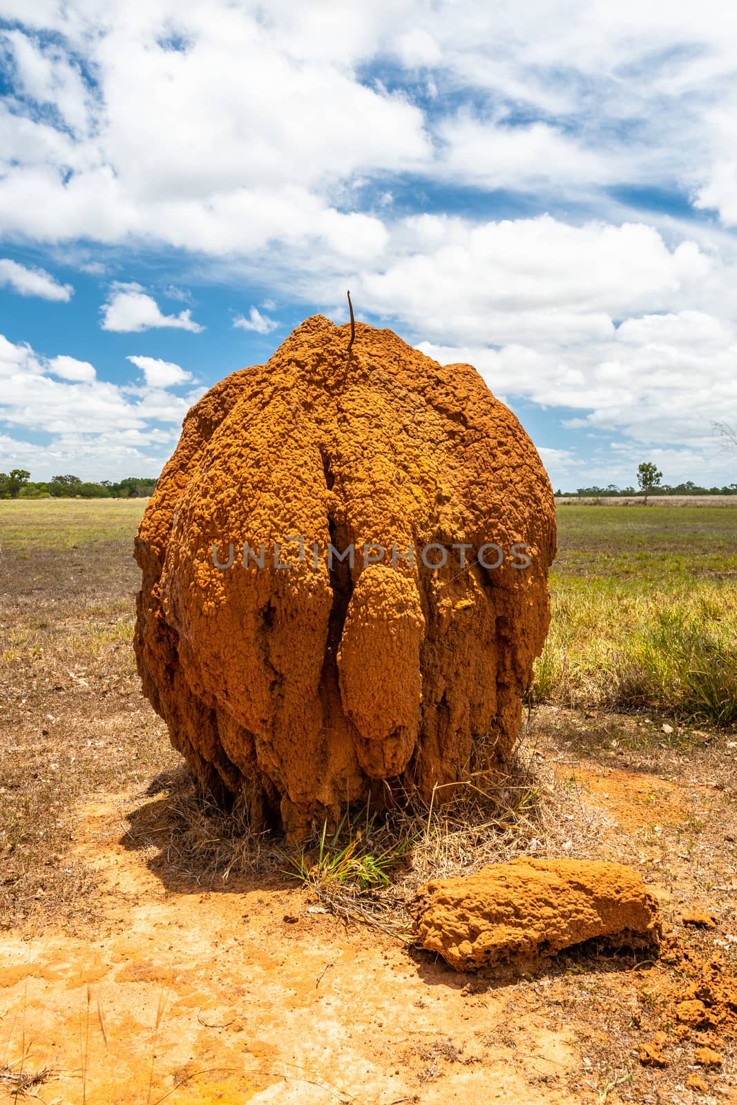 Isolated large termite mould in Queensland outback, near Cairns, Australia. 