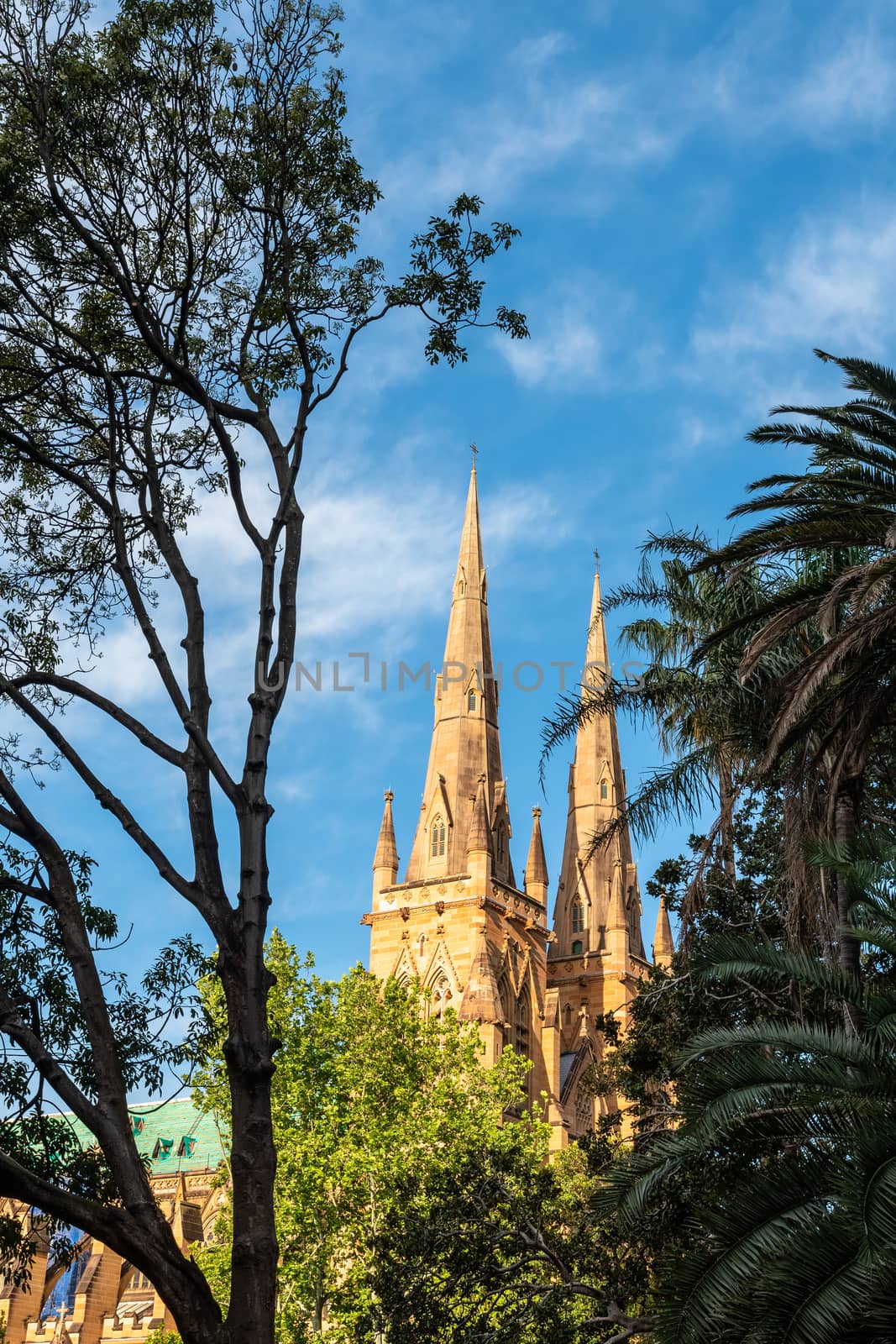 Low angle view of Sydney St Mary's Cathedral among Hyde Park trees in a late afternoon sunlight