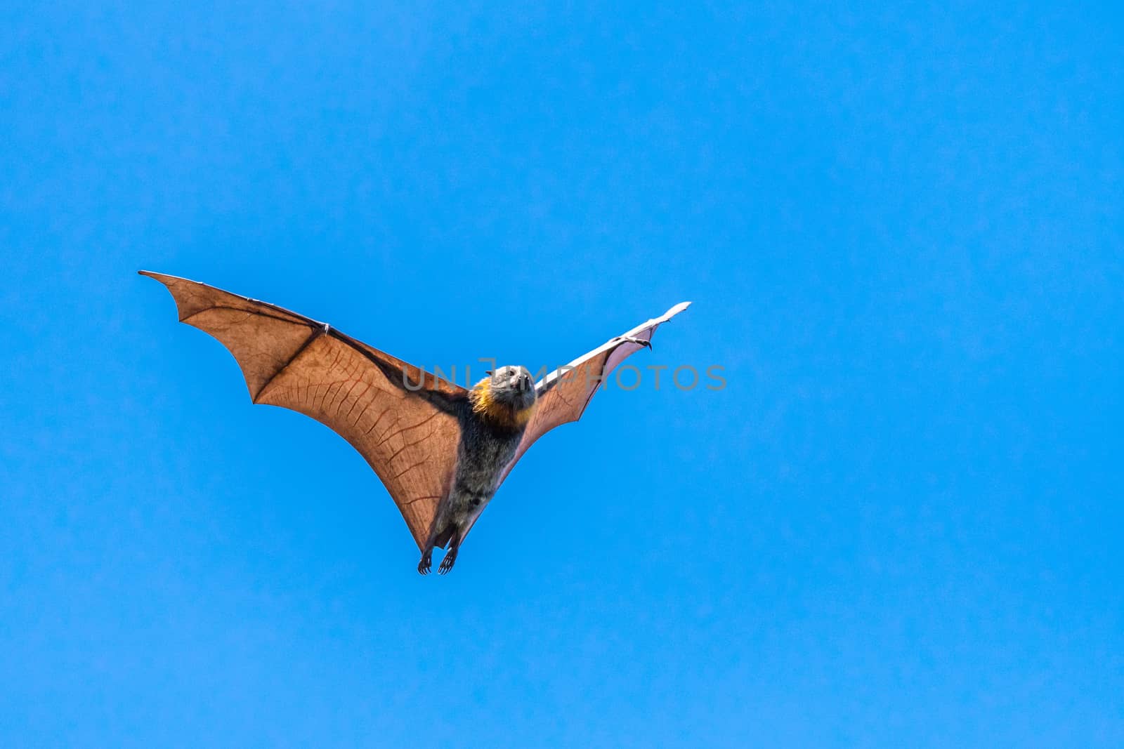 Isolated fruit bat, flying fox, on a blue sky background by mauricallari
