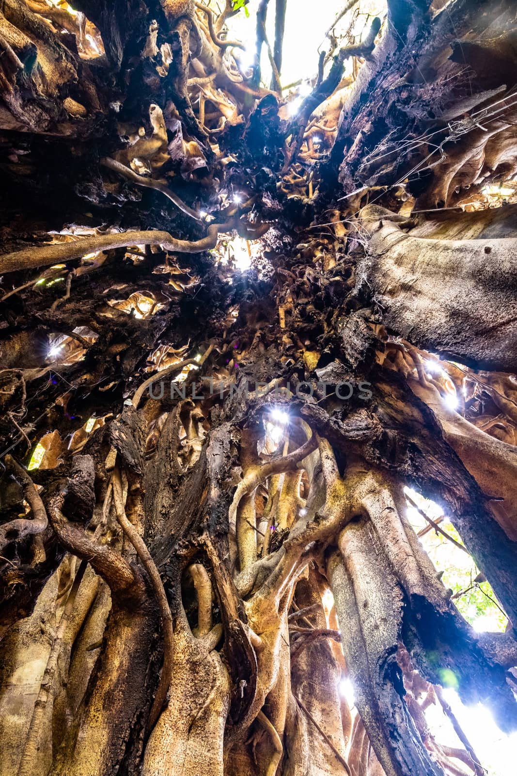 Close up of an Australian fig tree in Queensland