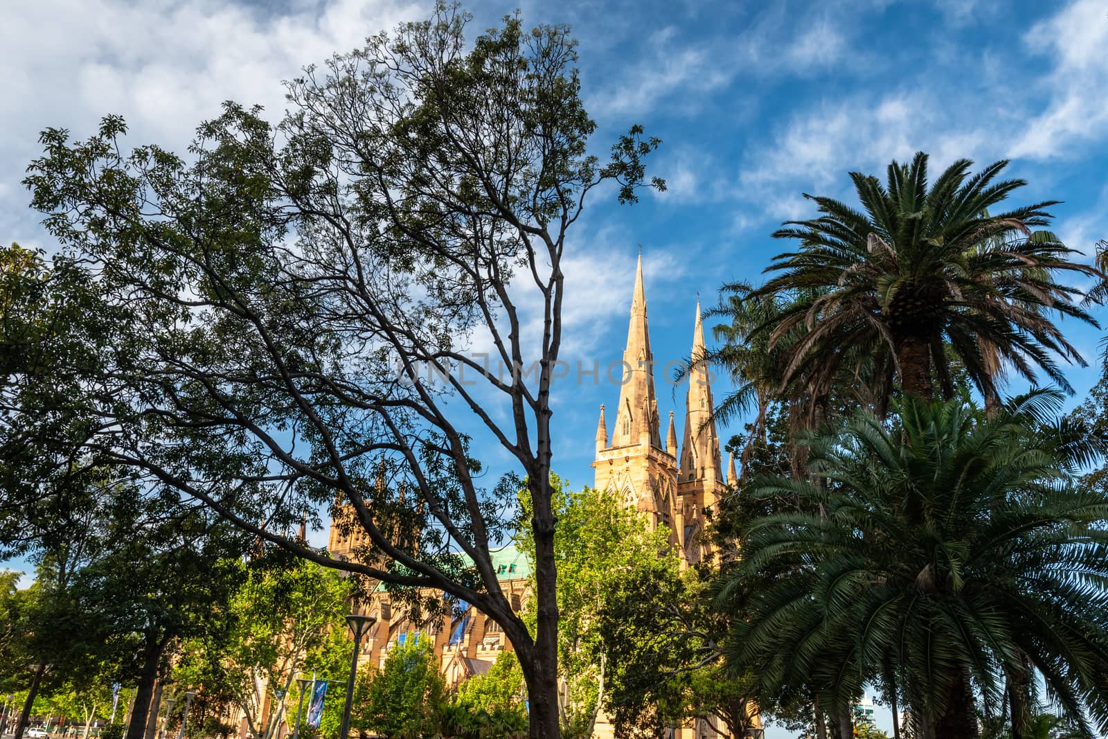 Sydney St Mary's Cathedral among Hyde Park trees in a late afternoon by mauricallari
