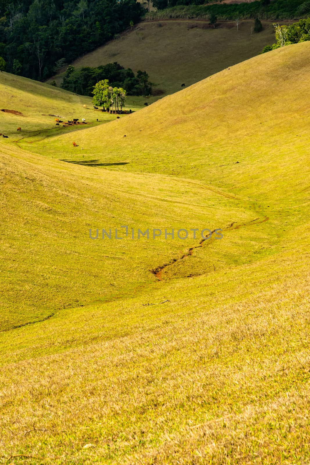 Queensland countryside landscape in the dry season illuminated by the afternoon sun