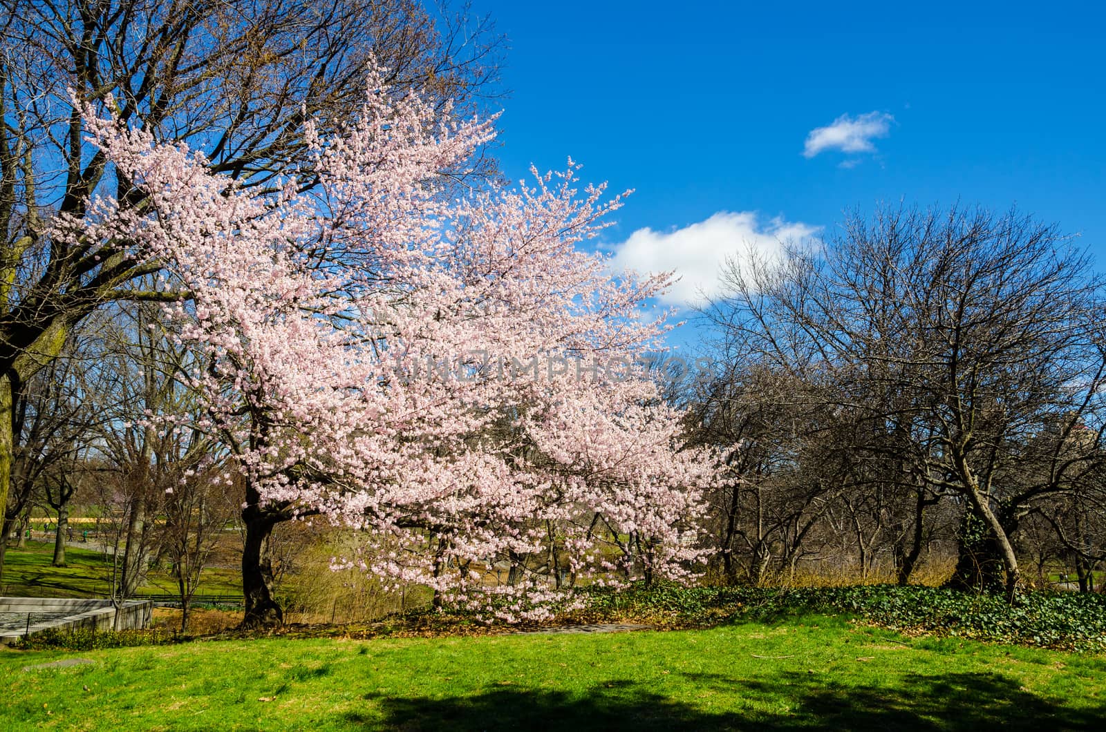 Cherry blossom in full bloom in Central Park, New York, USA by mauricallari