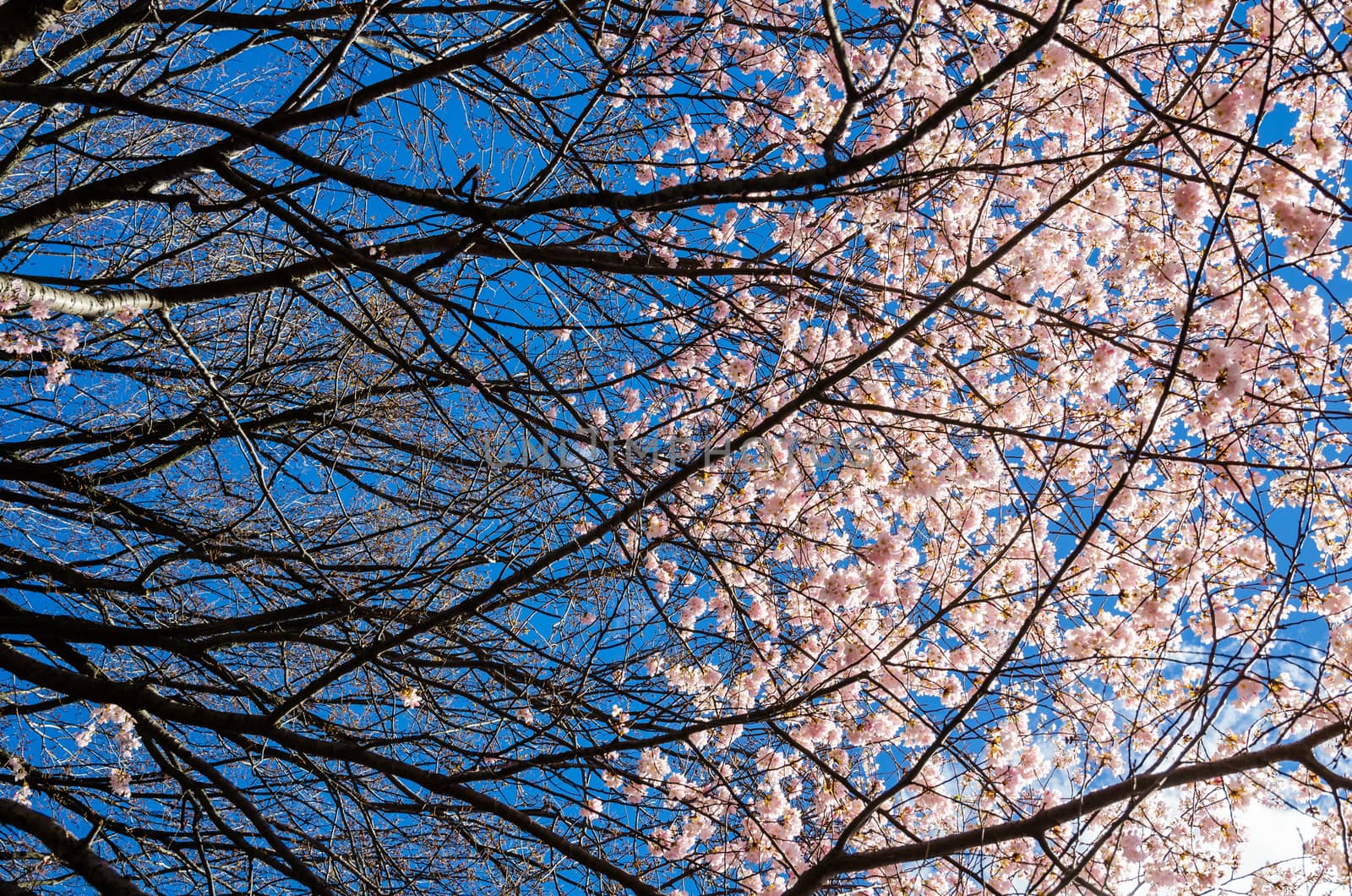 A cherry tree in full bloom in half of the frame and the black branches on the other half. Captured in Central Park in a sunny day with blue sky, New York, USA