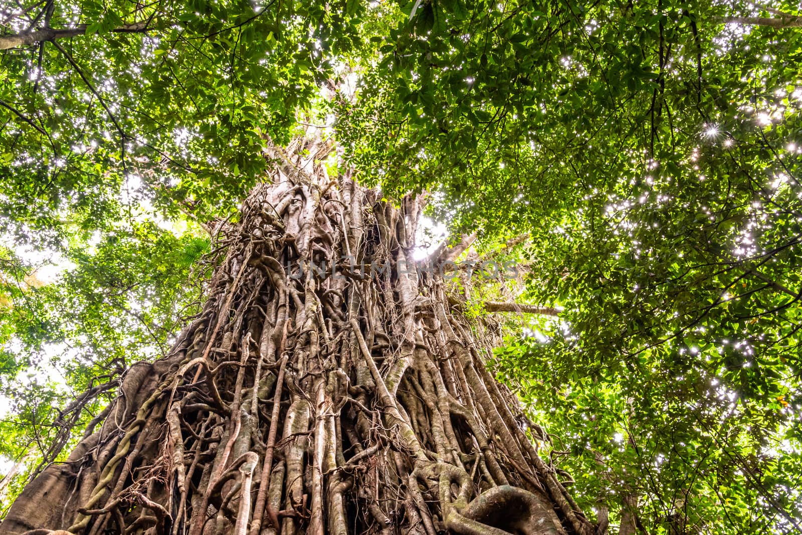 Low angle view of a huge Australian strangler fig tree in the rainforest, Queensland