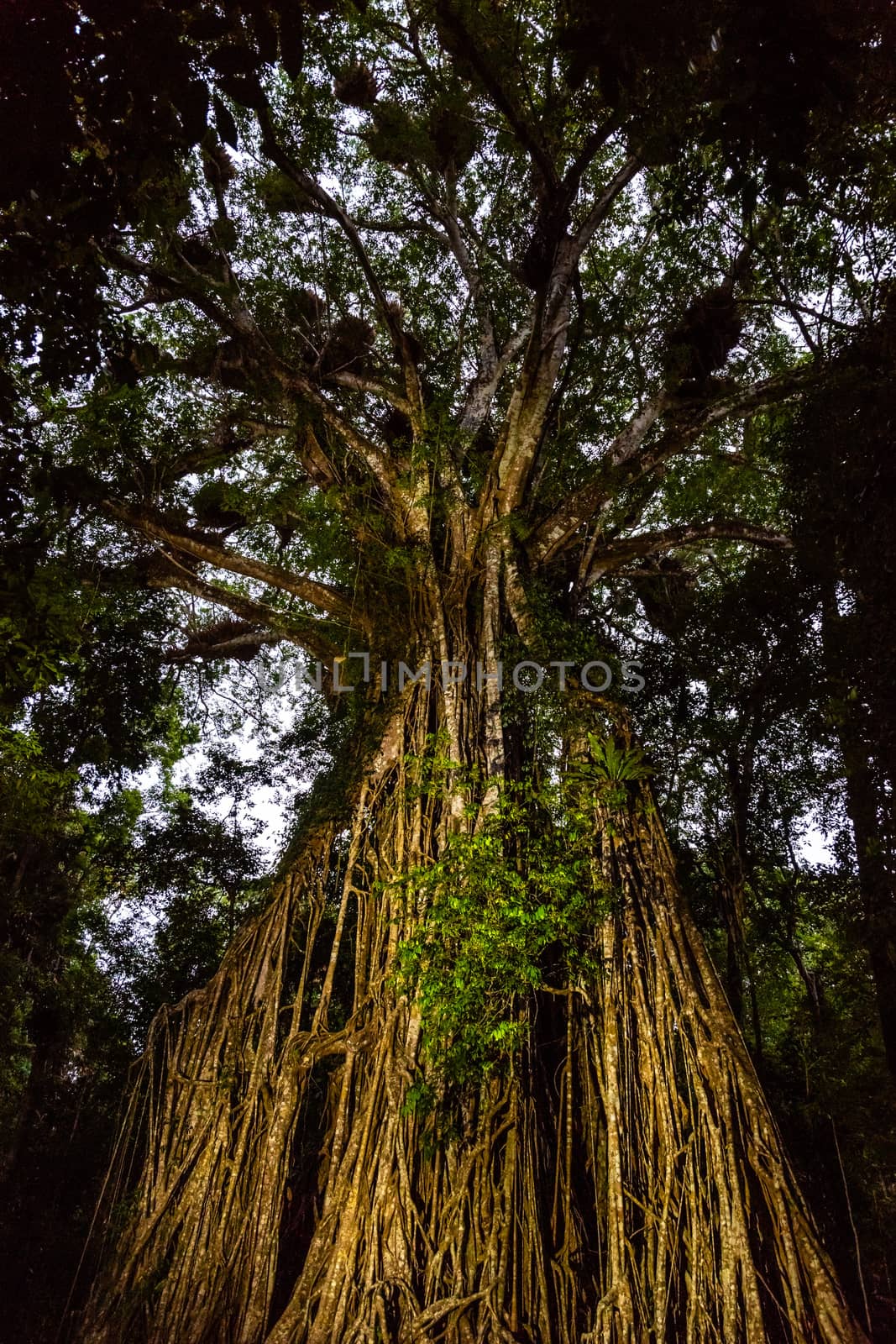 Australian strangler fig tree painted with light at dusk by mauricallari