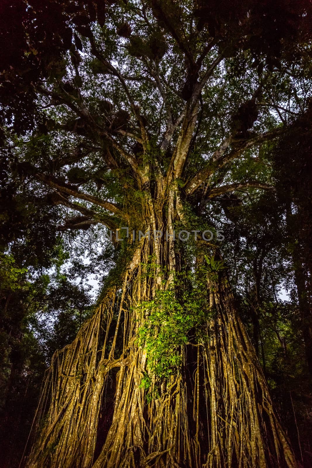 Australian strangler fig tree painted with light at dusk by mauricallari