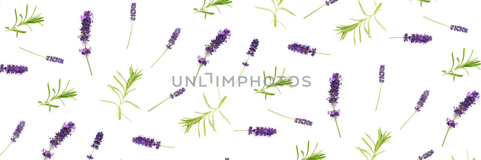 lavender flowers arranged on white background. flat lay mock up, Minimal background concept. flower floral composition isolated on white not pattern by PhotoTime