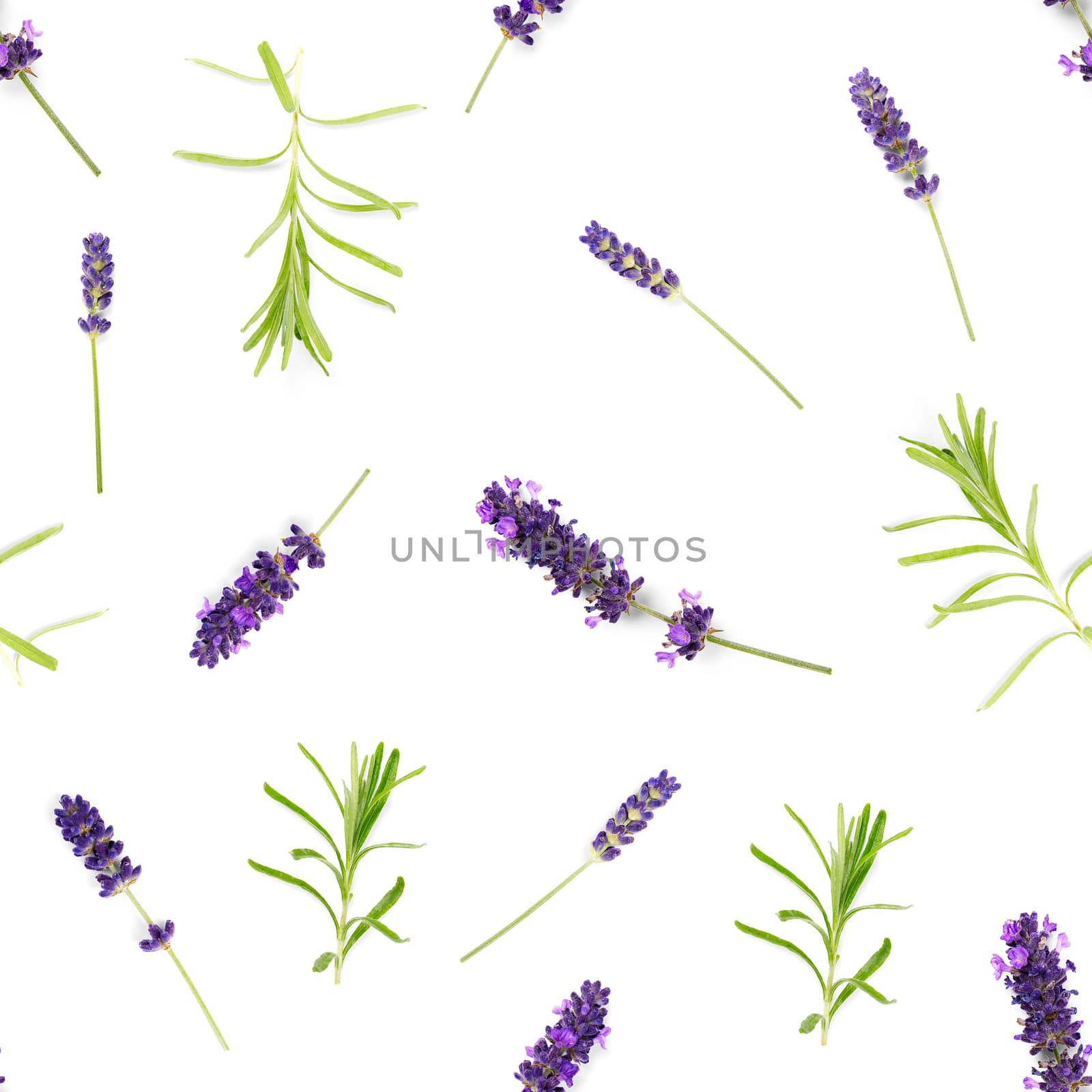 seamless pattern made from lavendel flowers isolated on white. fresh blossoms. floral pattern. by PhotoTime