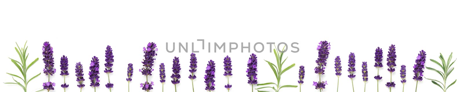 lavendel flowers blooms on white background banner. lavender flower isolated on white wide shoot.