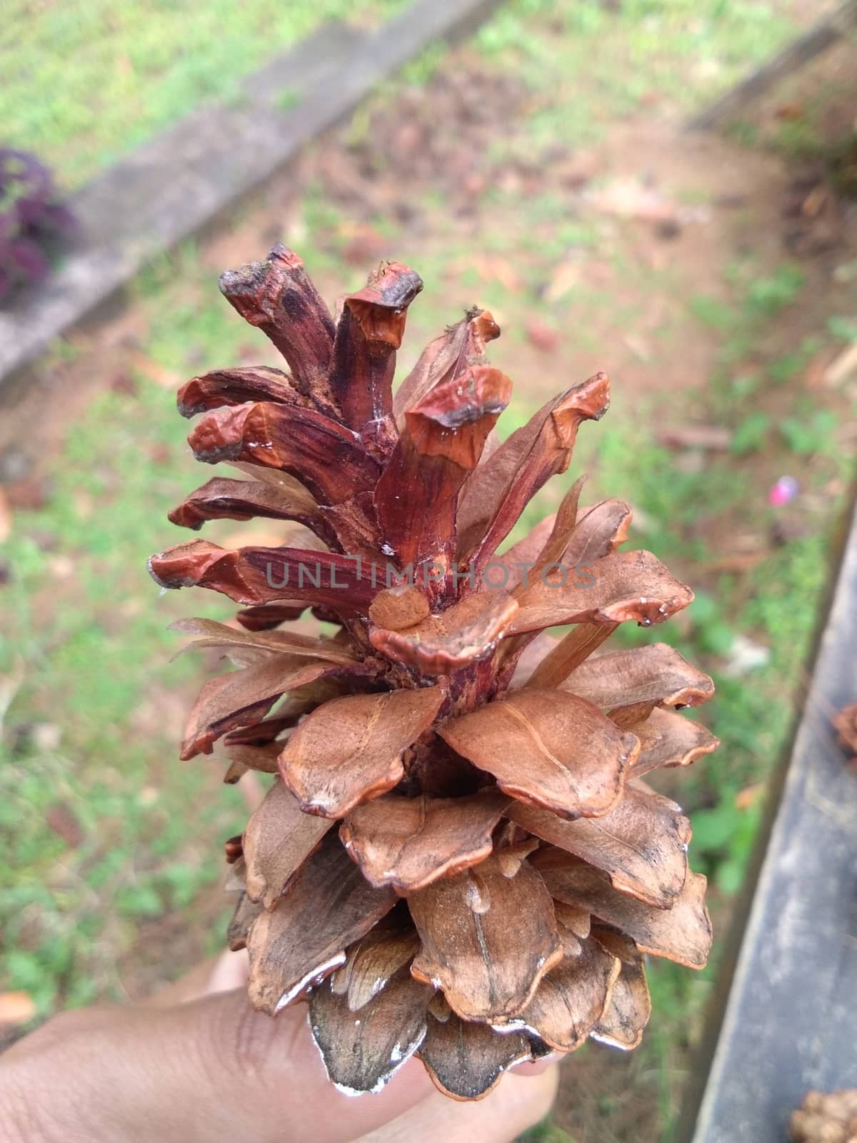 close up view of dried pine tree flowers can be used for home decoration