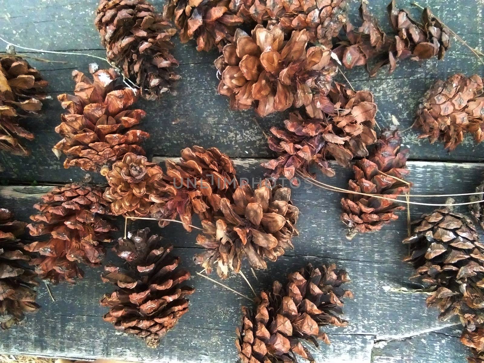 pine tree flowers by pengejarsenja