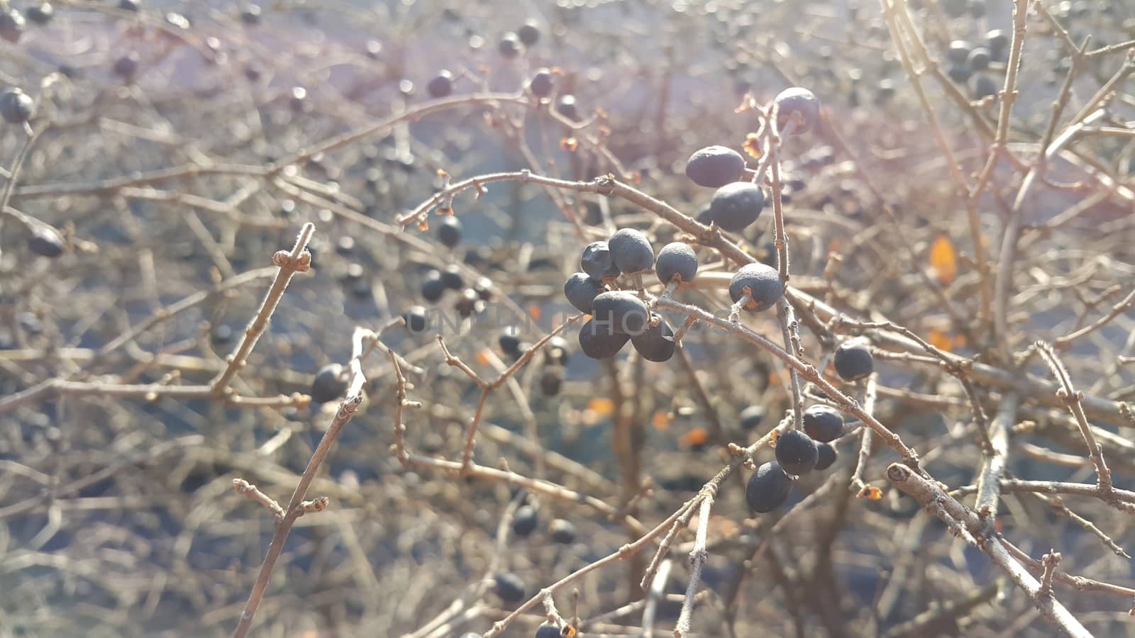 Closeup view of Black mountain ash berries: A selective focus view