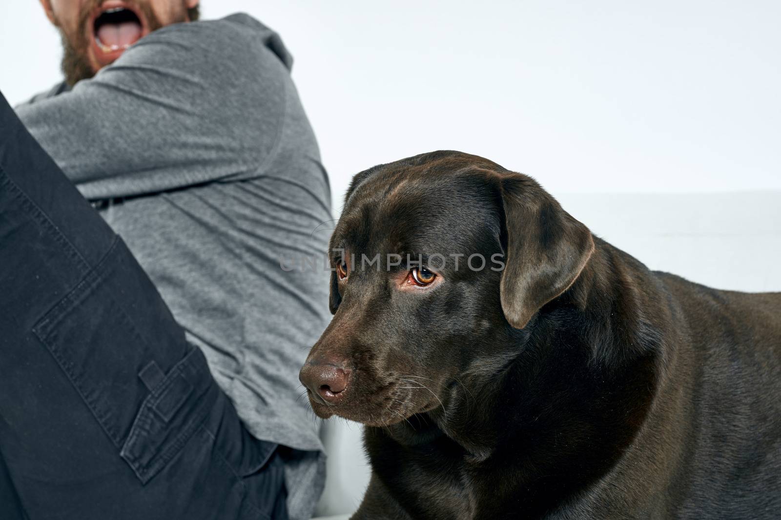Happy man and dog on the couch In a bright room pet is a friend of man. High quality photo
