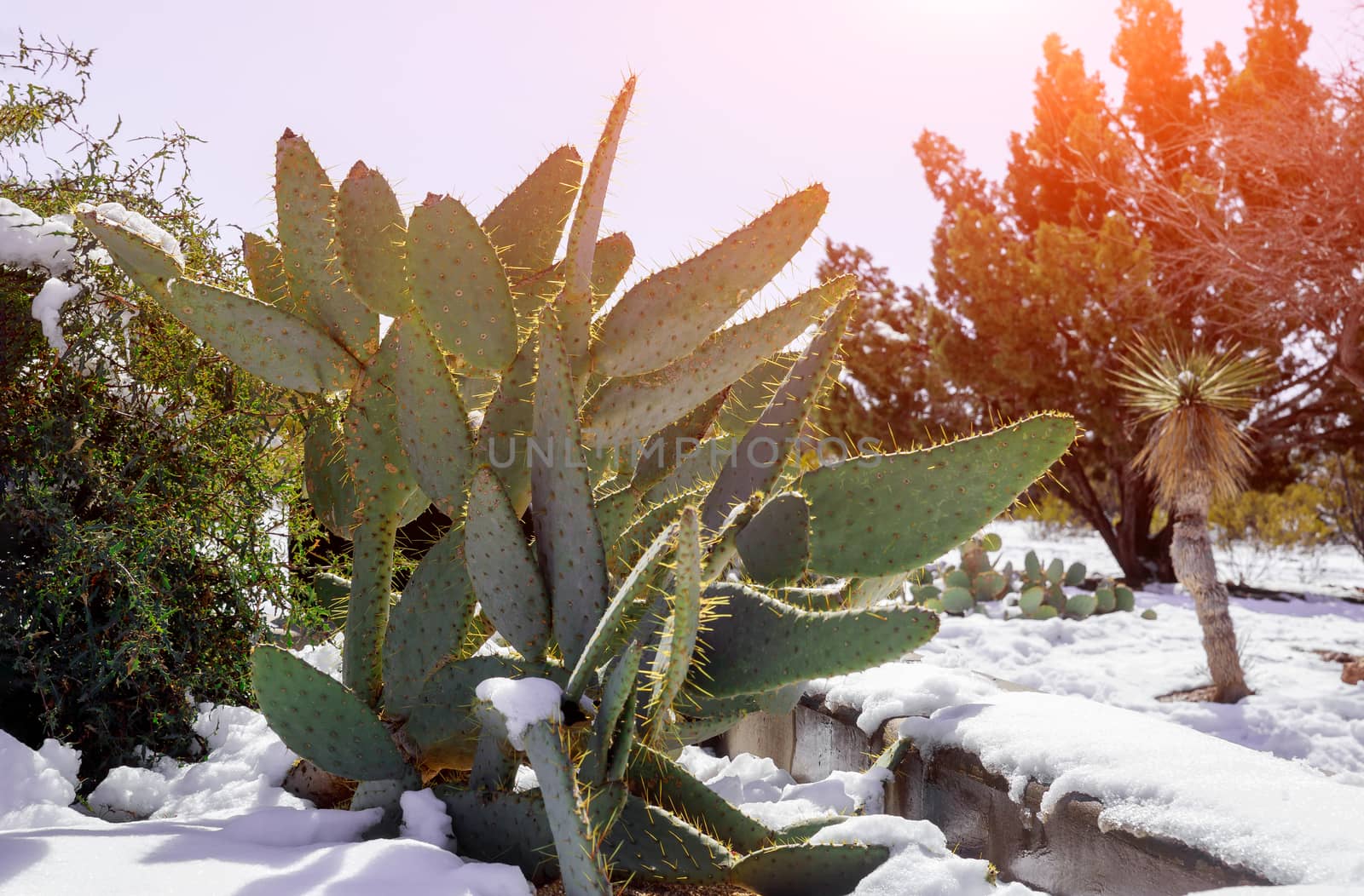 Cactus prickly pear covered in snow after snow storm North Scottsdale Arizona desert