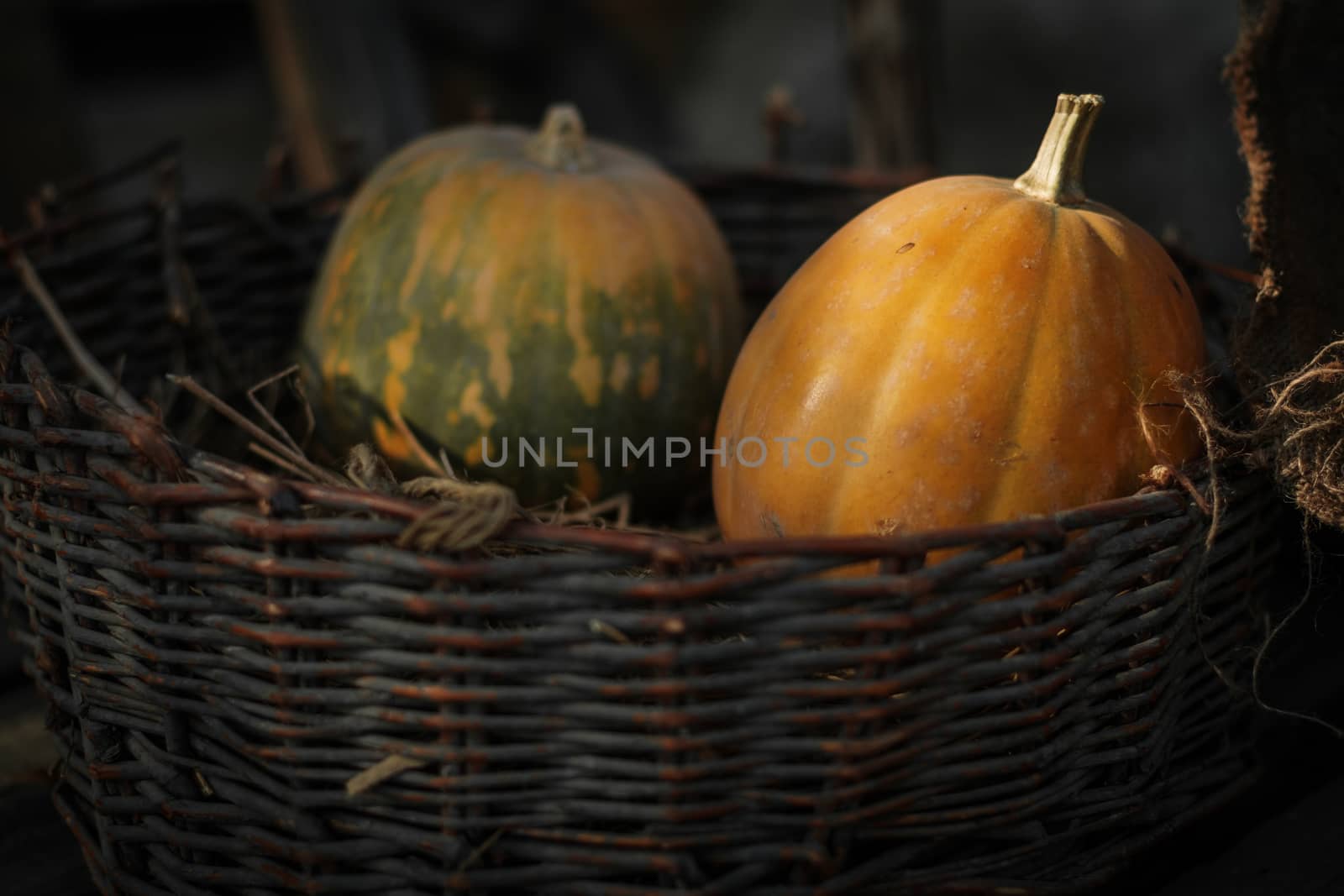 Fresh pumpkins in a basket by snep_photo