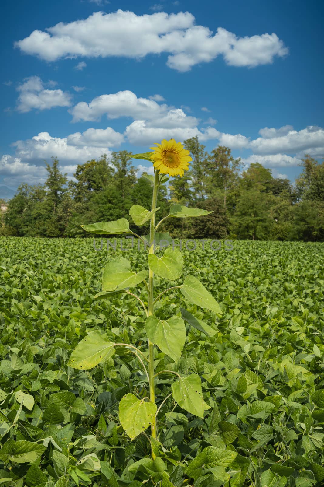 an isolated sunflower in the middle of a cultivated field