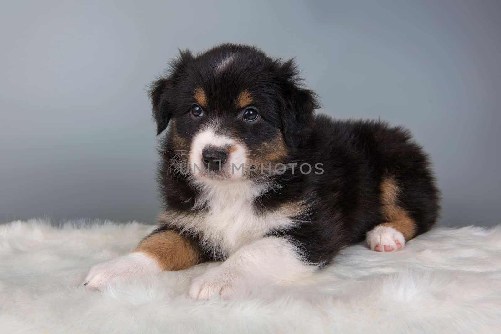 Australian Shepherd puppy portrait. Dog tri-color black, brown and white six weeks old, sitting on light gray background.